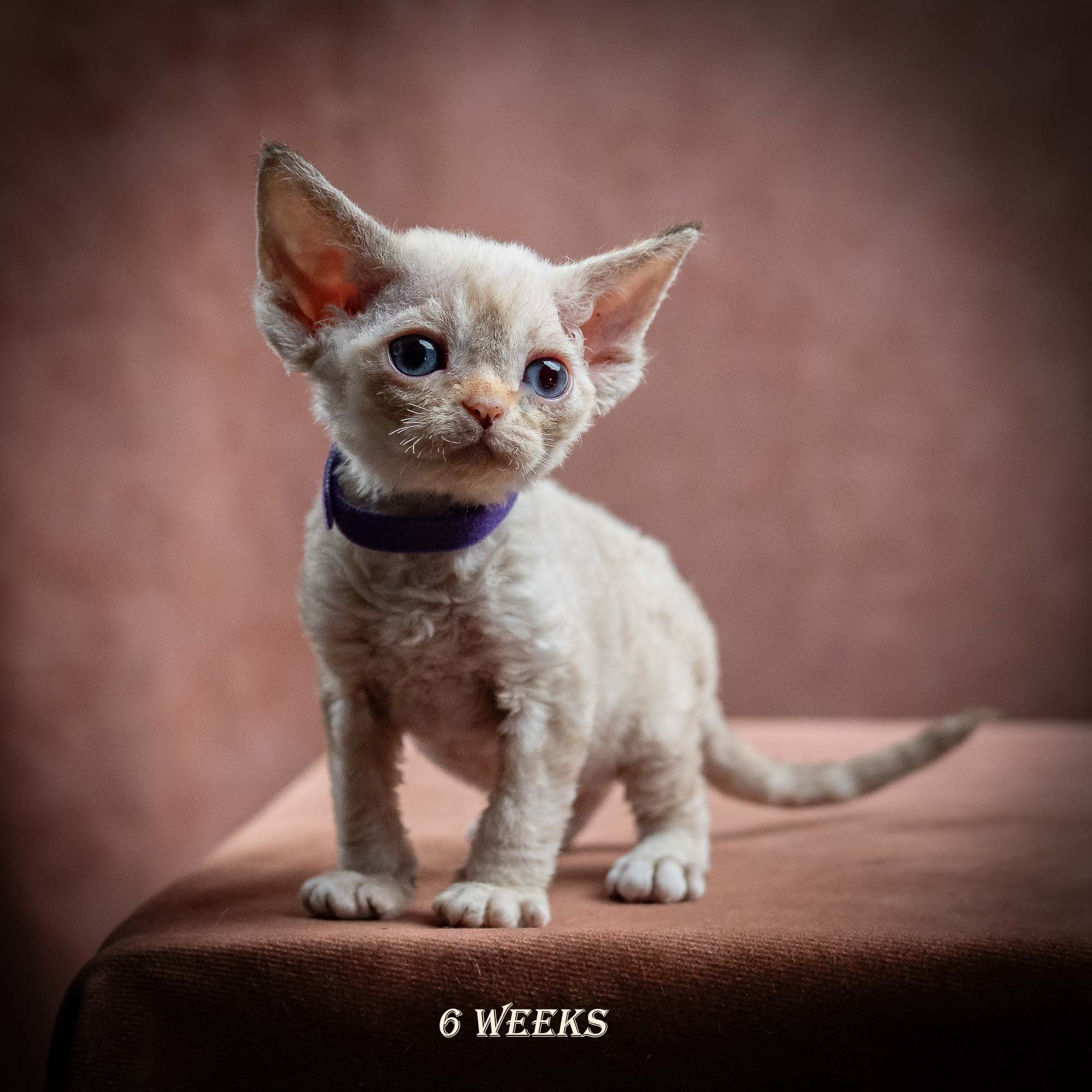 Iris, girl, born 06.01.2025. Devon Rex Pixie Cattery
