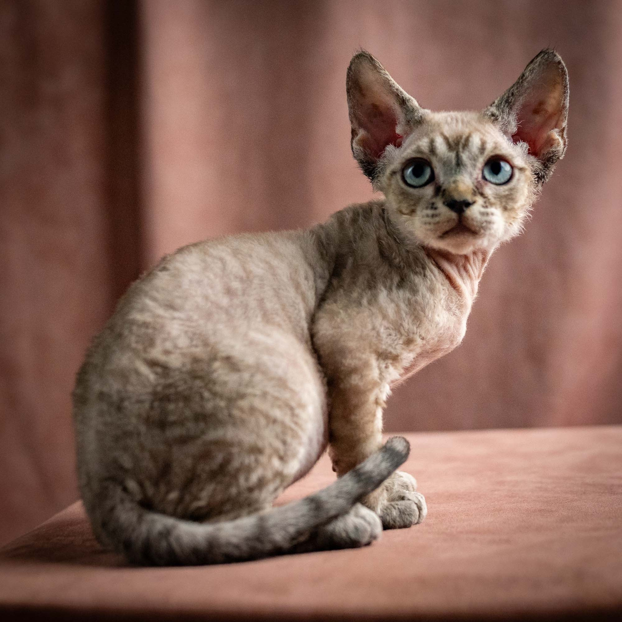 Quincy, boy, born 02.14.26. Devon Rex Pixie Cattery