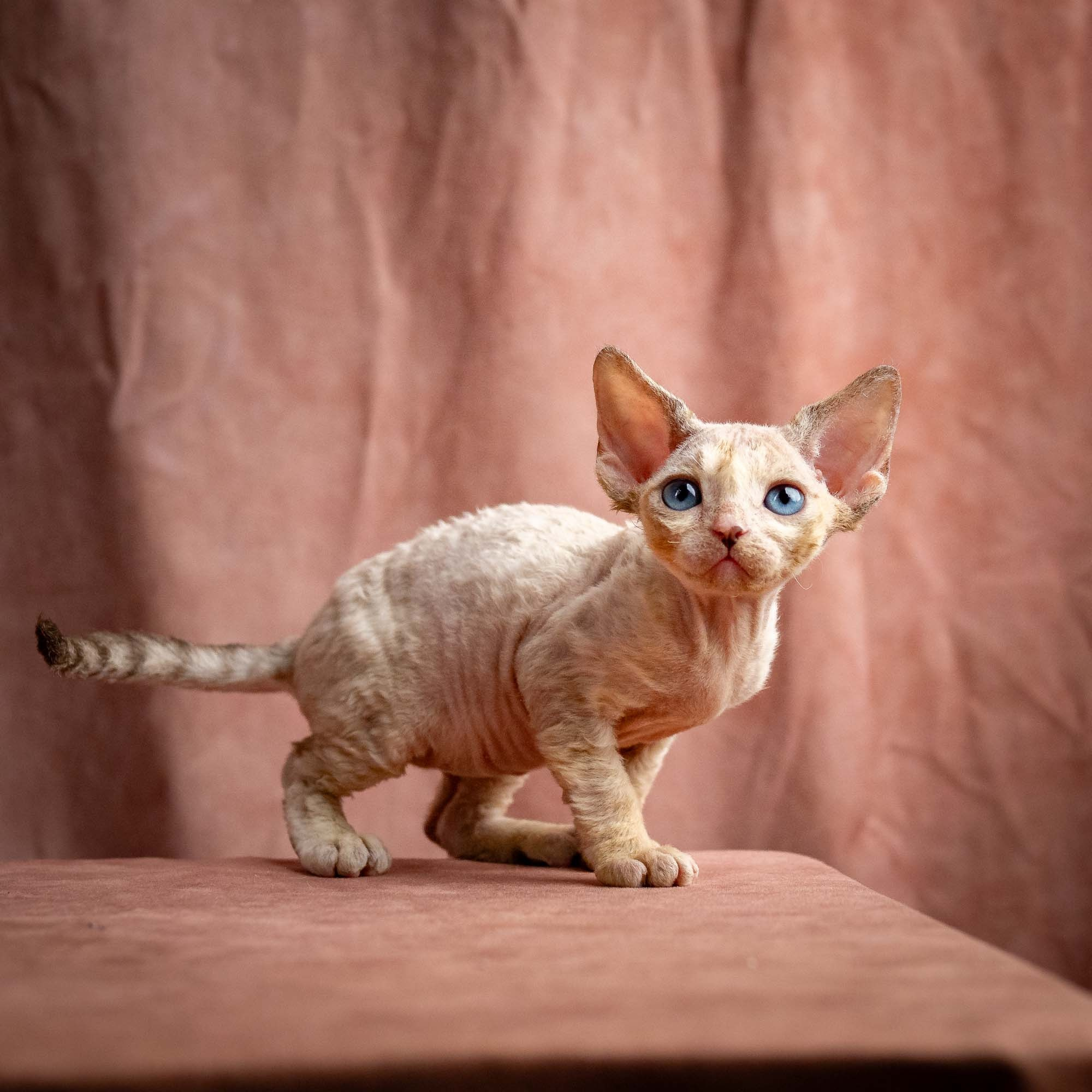 Rocco, boy, born 05.08.26. Devon Rex Pixie Cattery