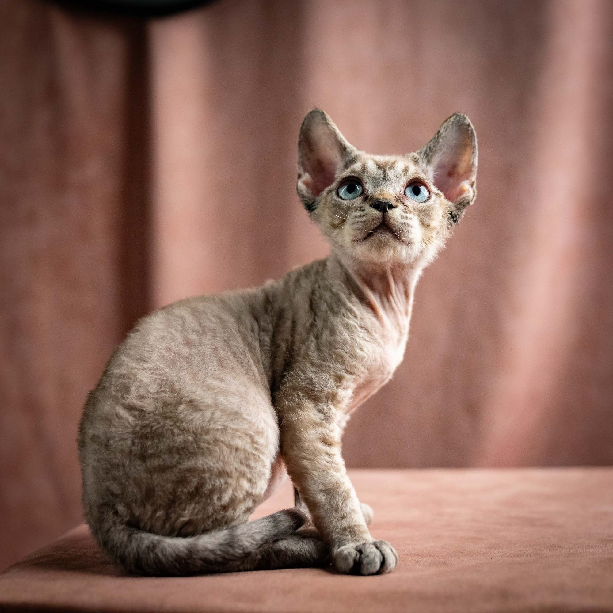 Quincy, boy, born 02.14.26. Devon Rex Pixie Cattery