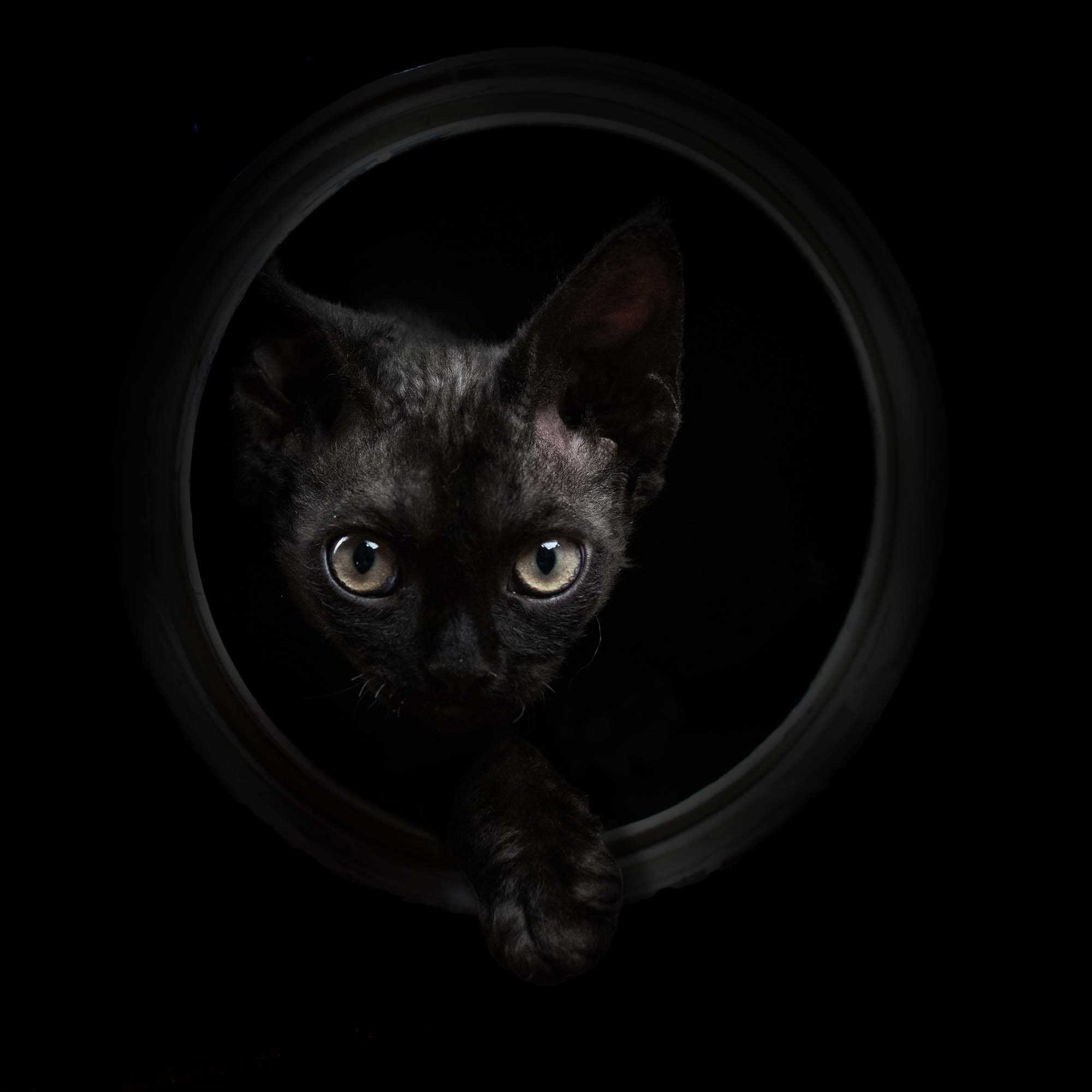 Smoke, boy,  born on  04.11.24, Sold. Devon Rex Pixie Cattery