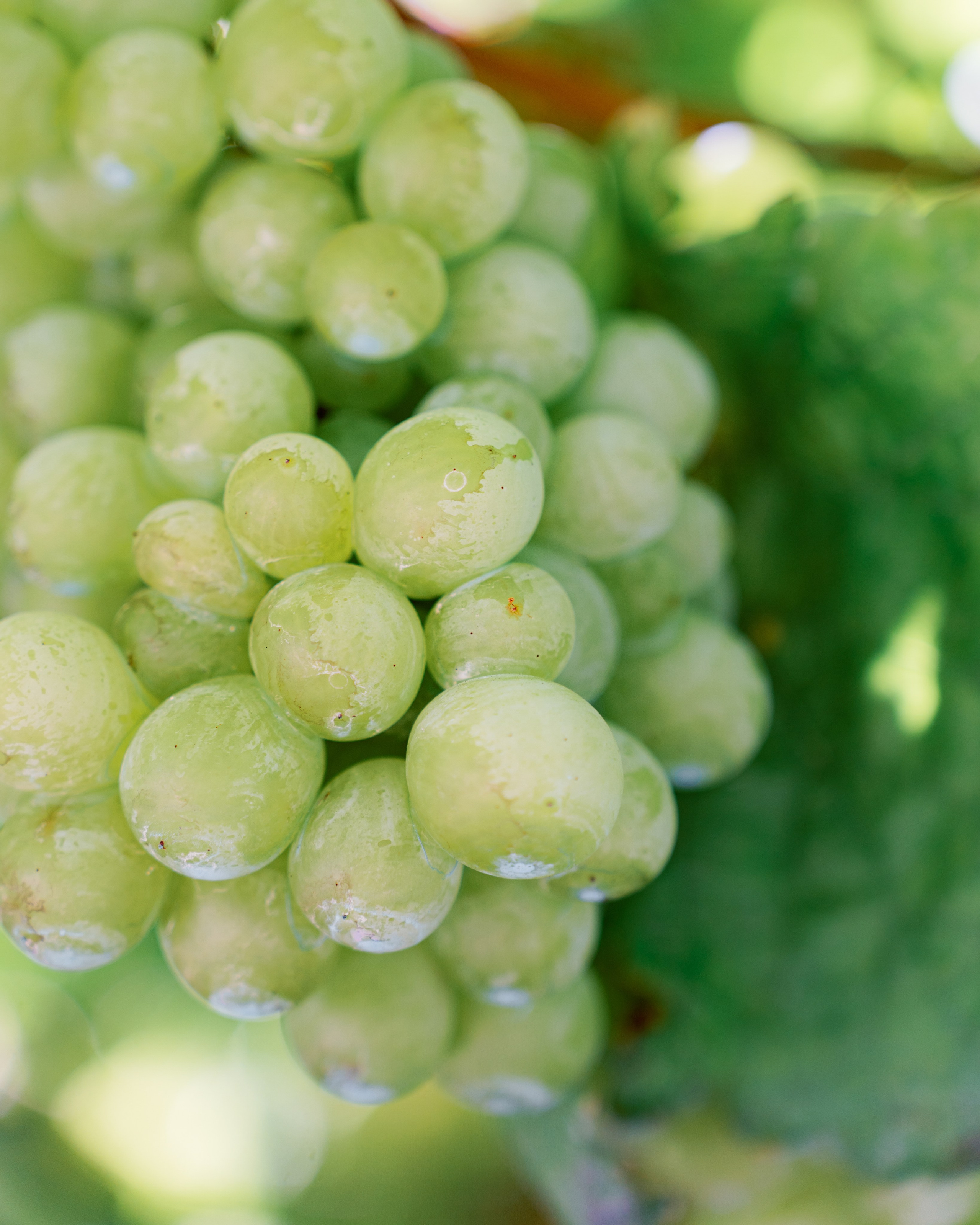 Douro Valley and Winery. Photo and video shoots, photo tours in Portugal — WePortugal