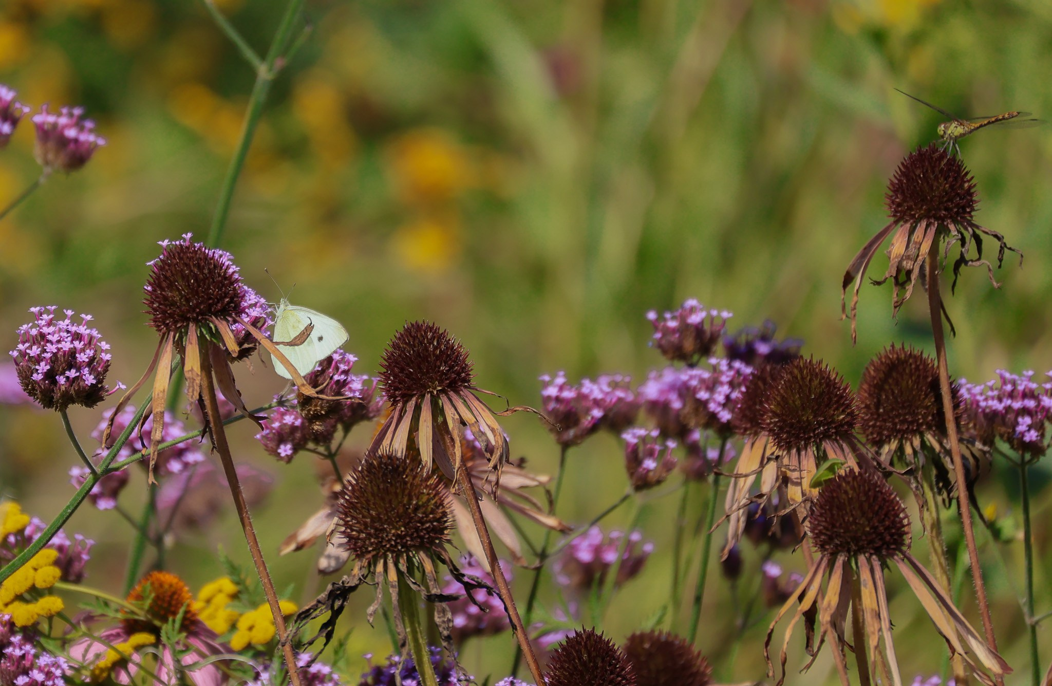 Kagran School Gardens