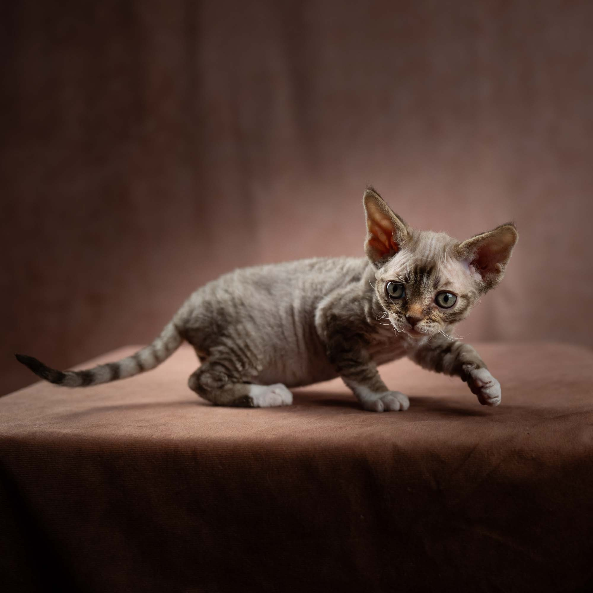 Elvis, boy, born on 06.09.24 SOLD. Devon Rex Pixie Cattery