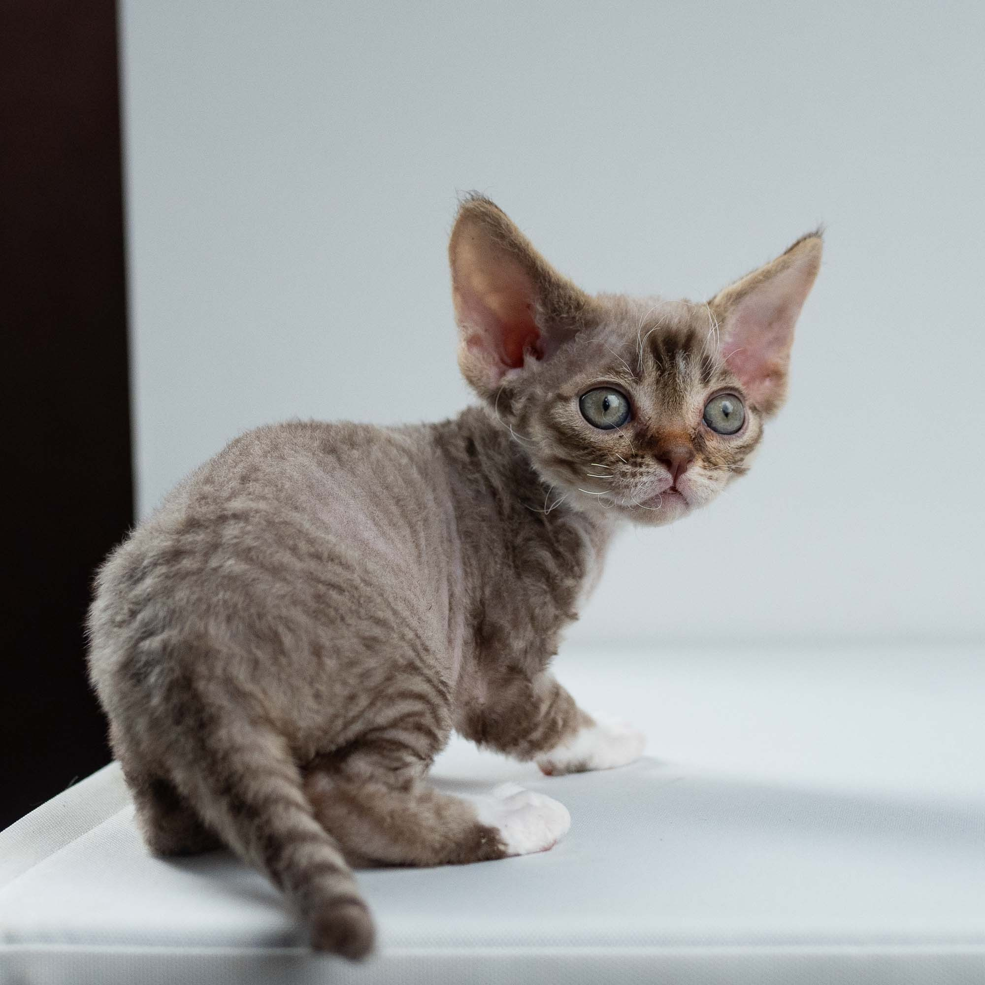 Elvis, boy, born on 06.09.24 SOLD. Devon Rex Pixie Cattery
