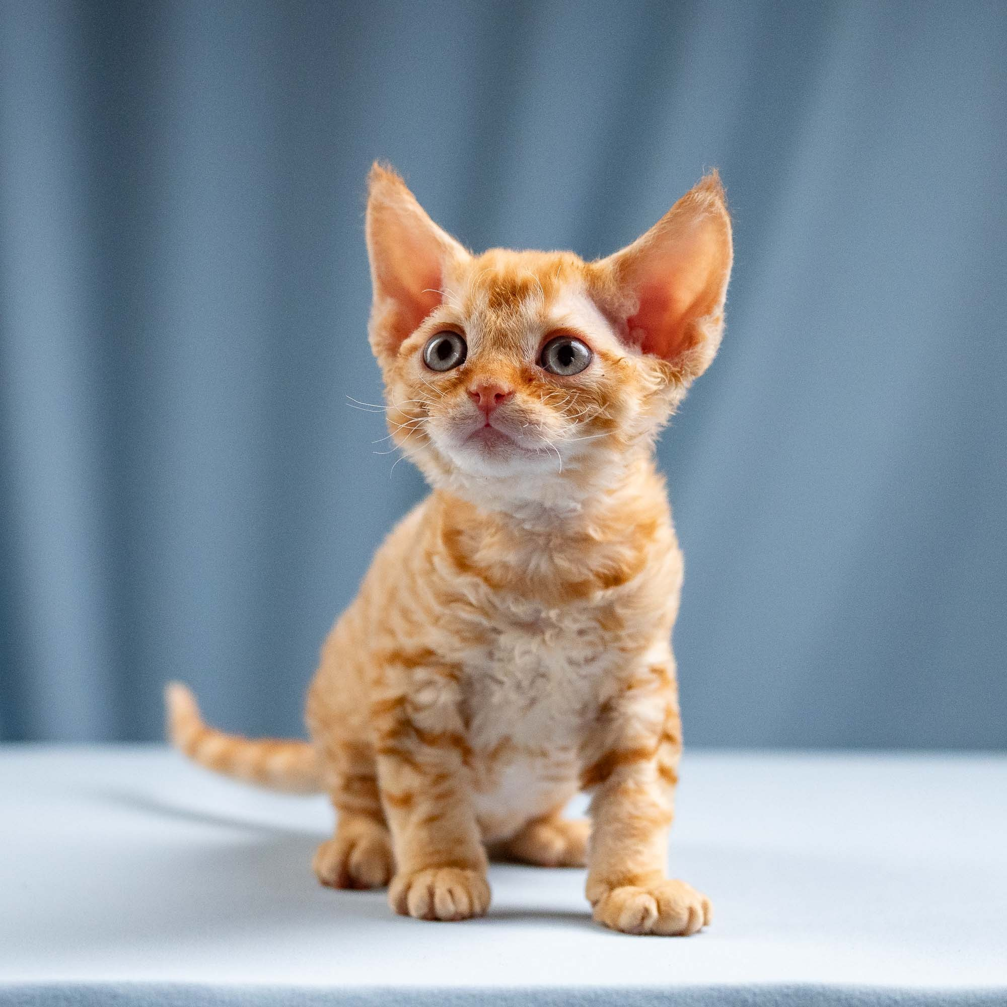 Jackie, boy, born 06.25.2025. Devon Rex Pixie Cattery