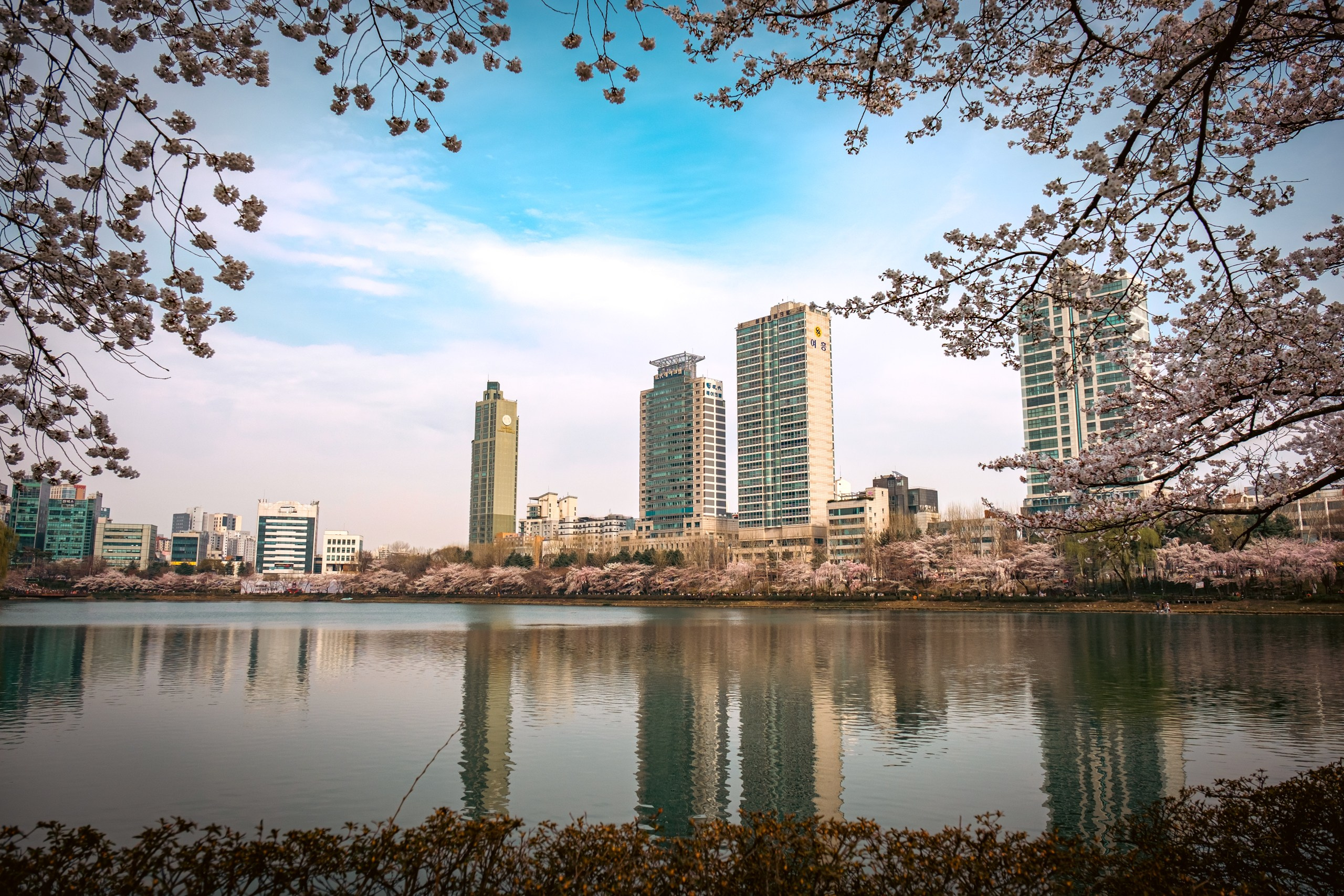 Seoul: cherry blossom. Photographer in Seoul Dobrokvashina Natalya