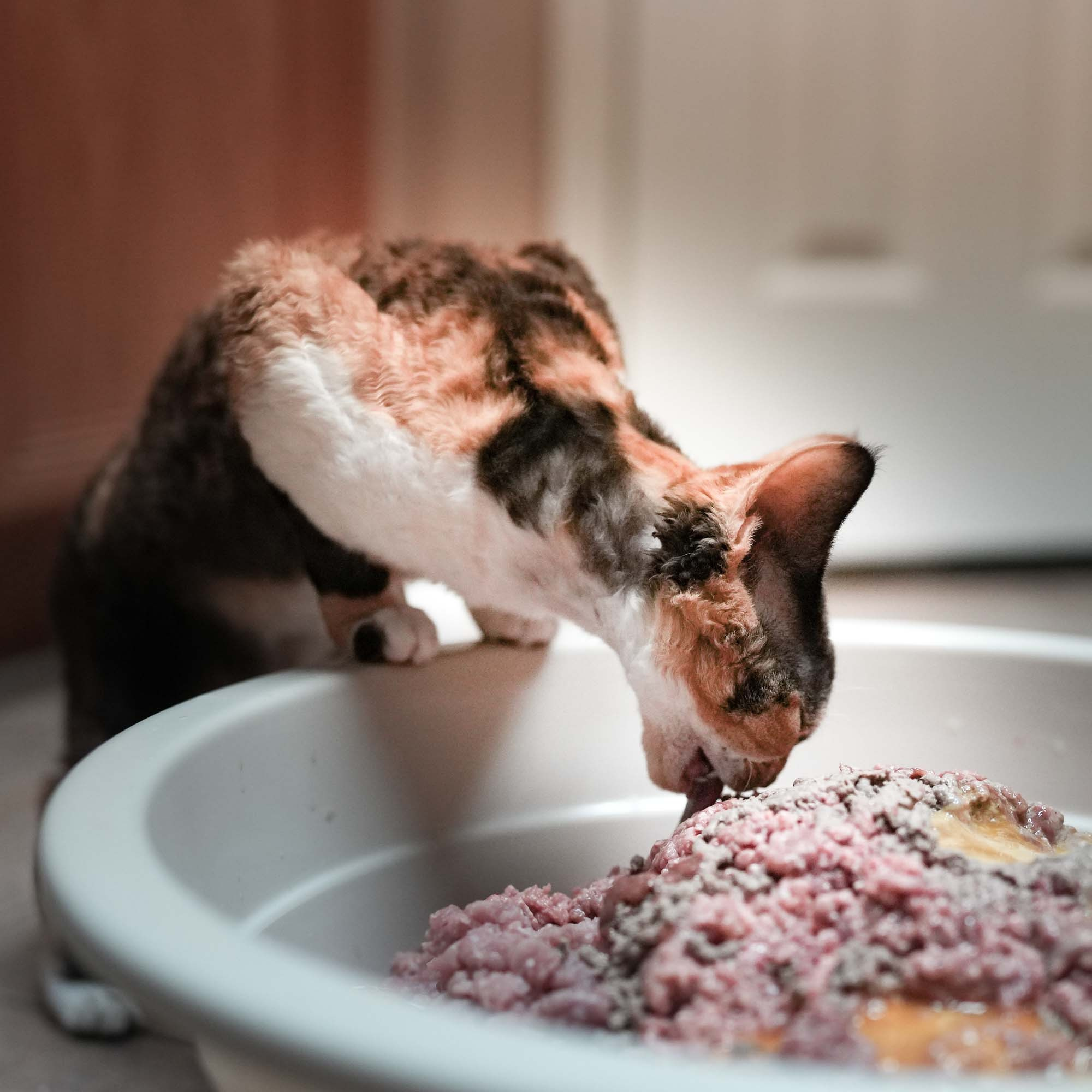 Dottie, girl, born on 06.06.24. Devon Rex Pixie Cattery
