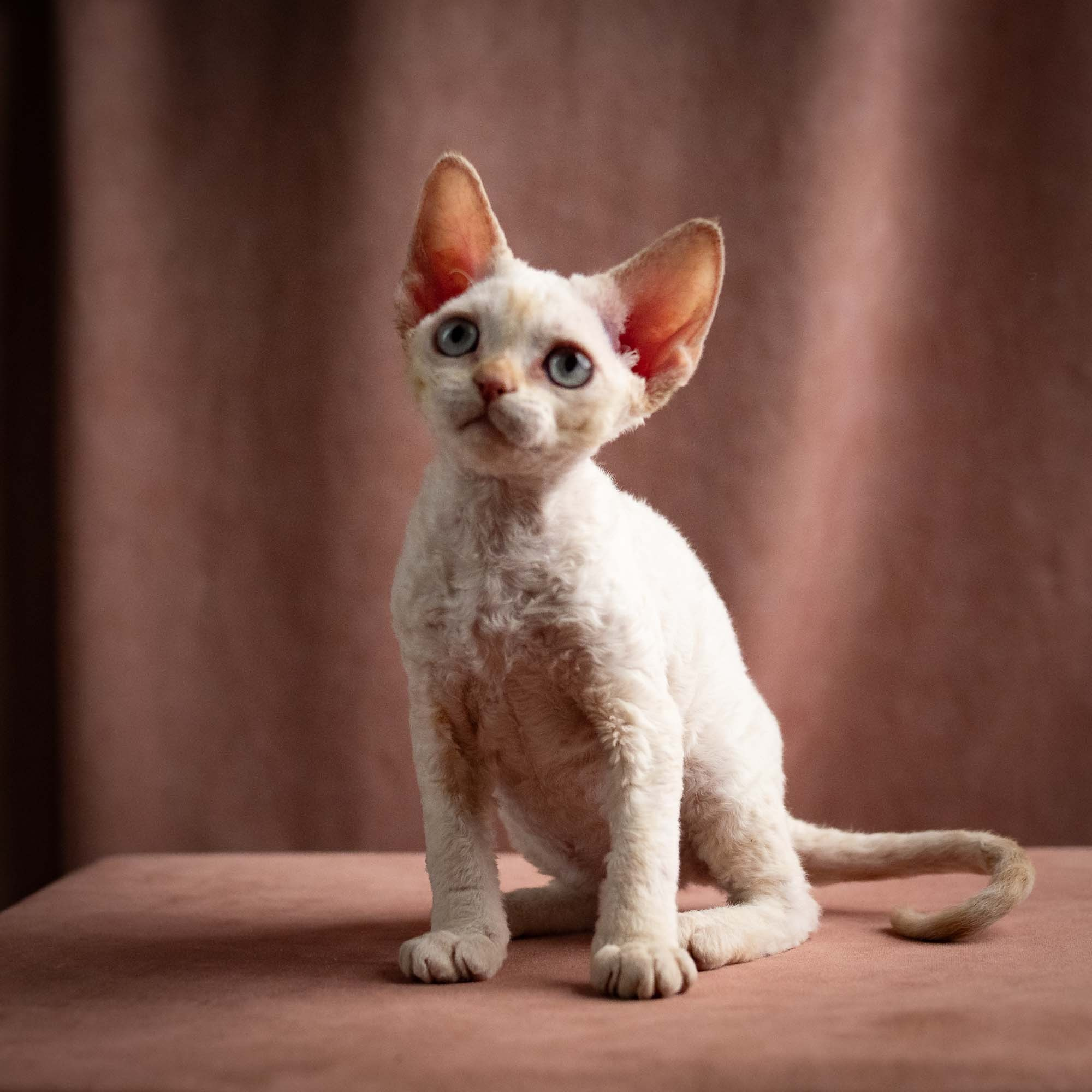 Quinn, girl, born 02.14.26. Devon Rex Pixie Cattery
