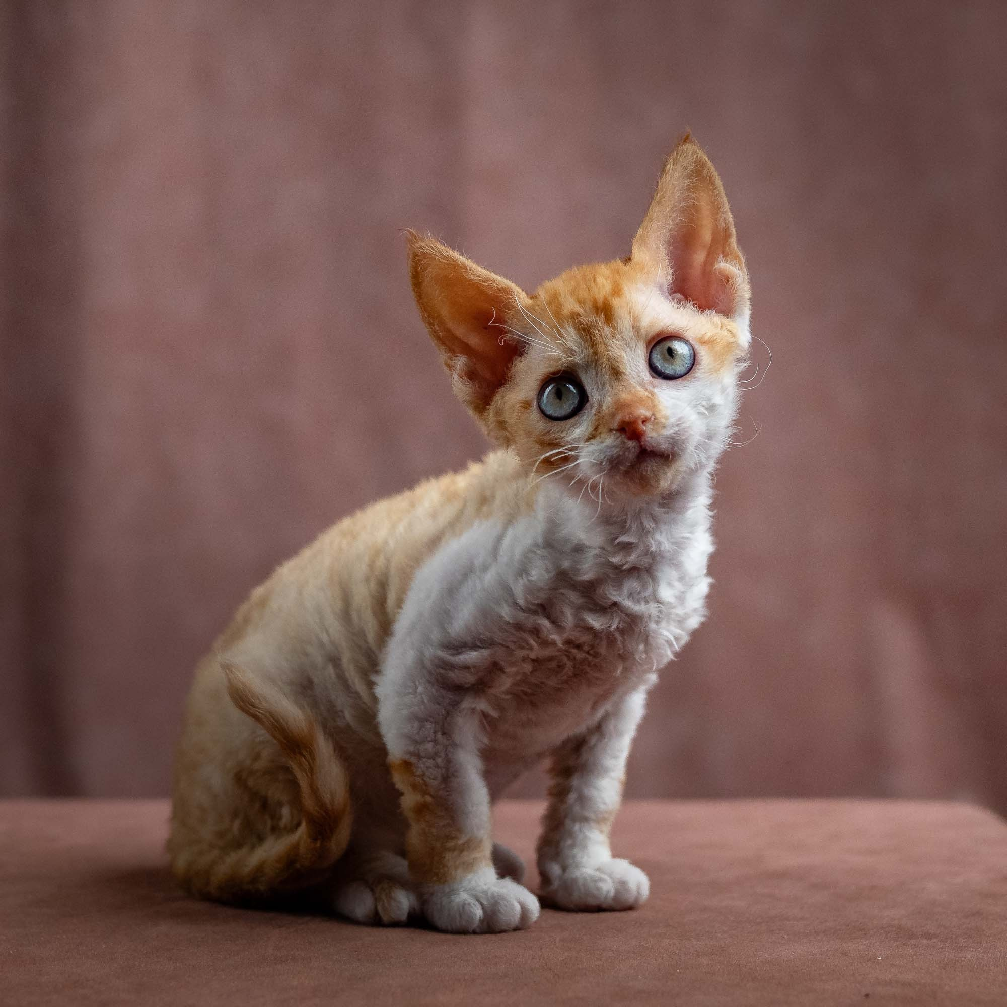 Jessie, girl, born 06.25.2025. Devon Rex Pixie Cattery