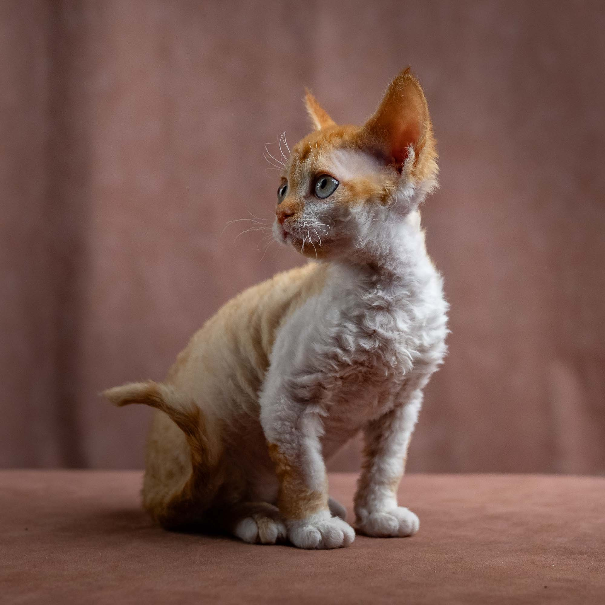 Jessie, girl, born 06.25.2025. Devon Rex Pixie Cattery