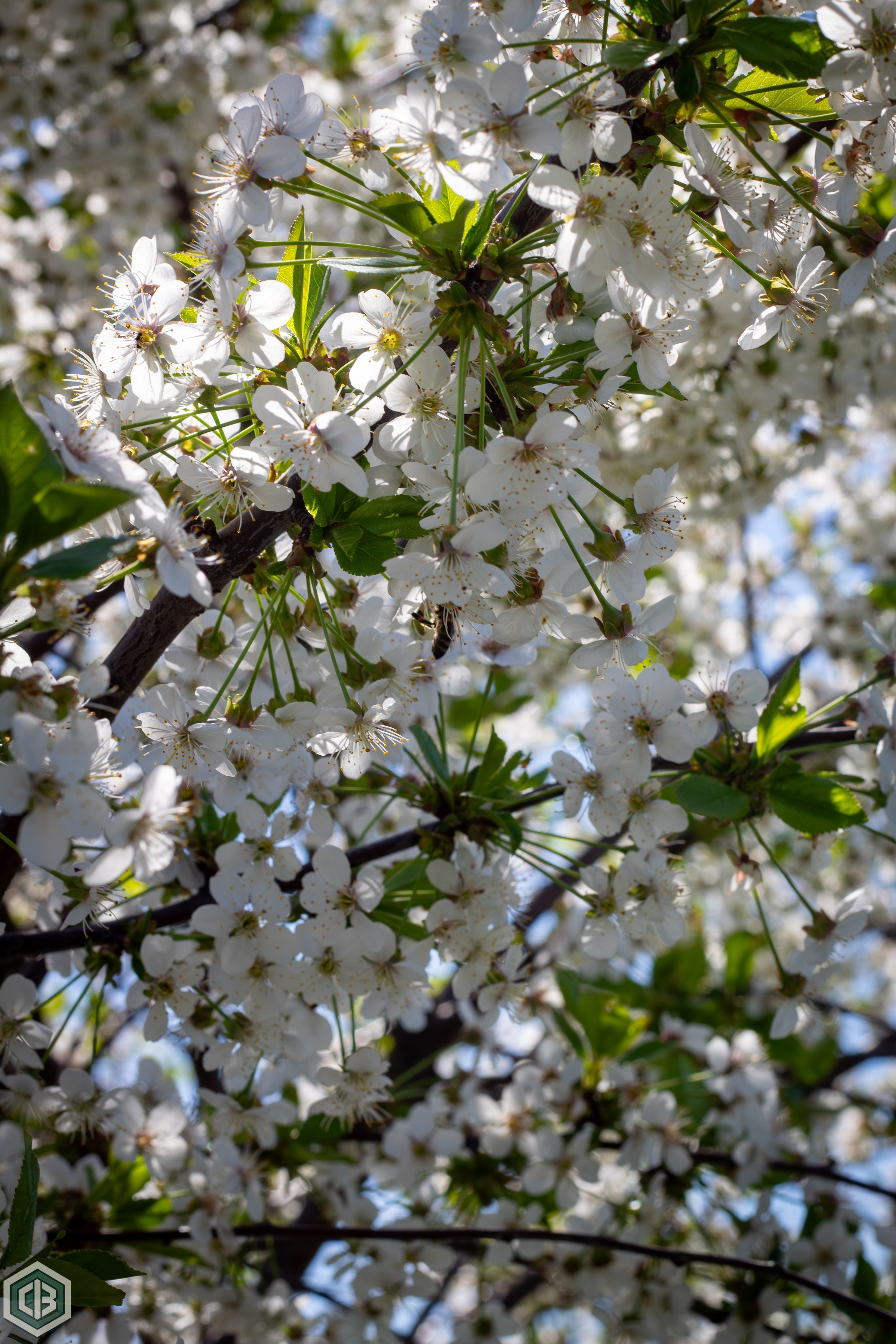 Trip to Mileanca. Cristian Baltag | Photography | Capturing Moments in Iasi