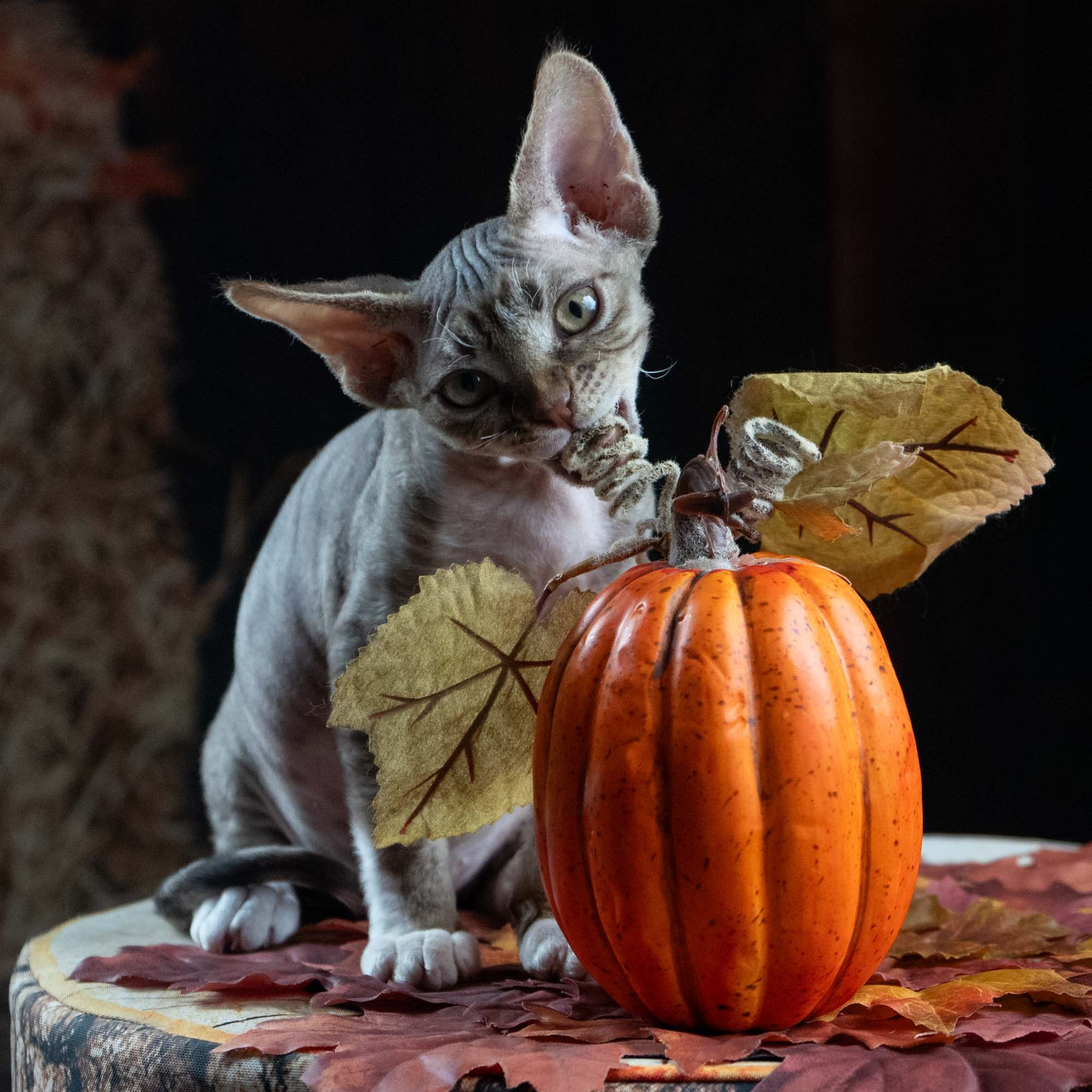 Elvis, boy, born on 06.09.24 SOLD. Devon Rex Pixie Cattery