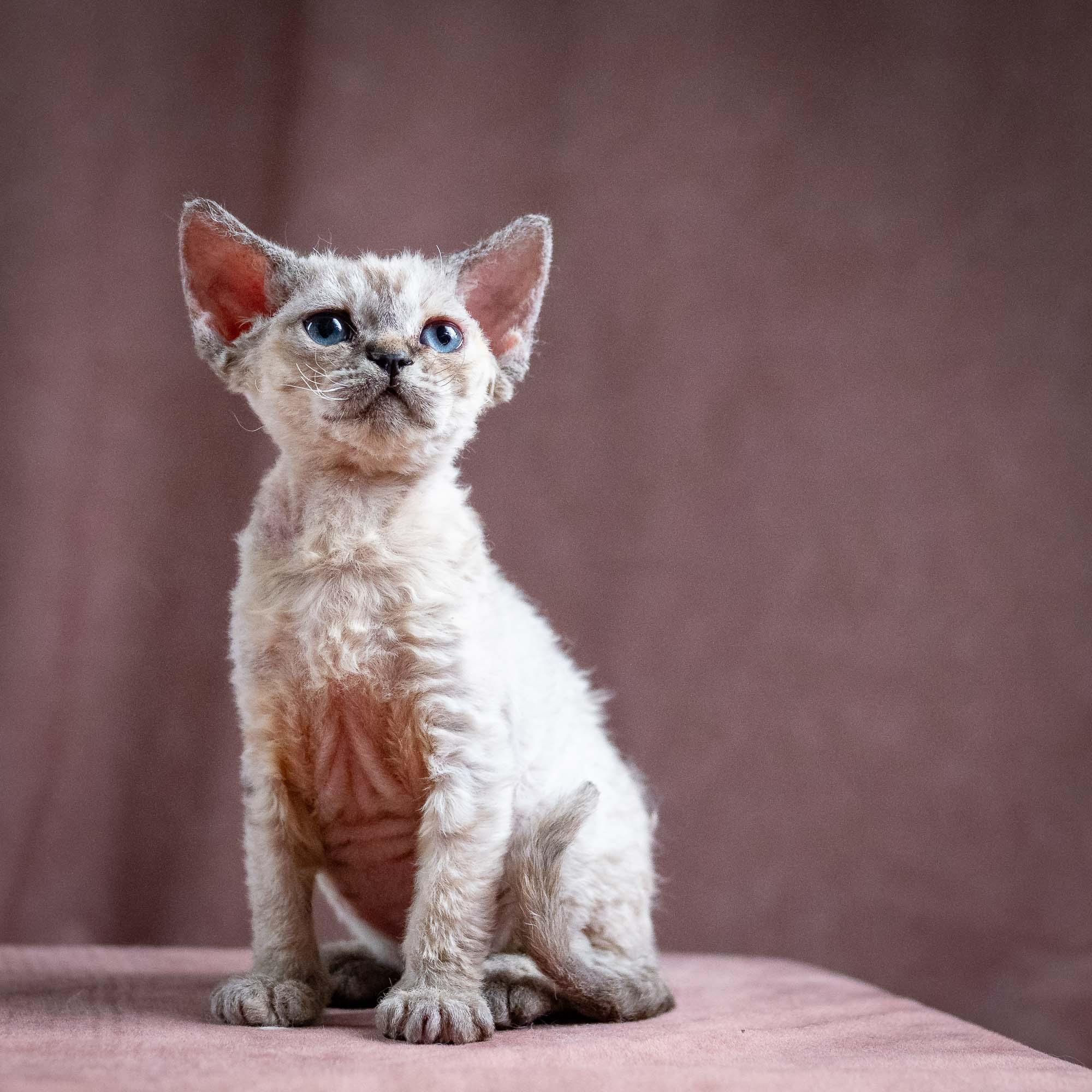 Quella, girl, born 02.14.26. Devon Rex Pixie Cattery