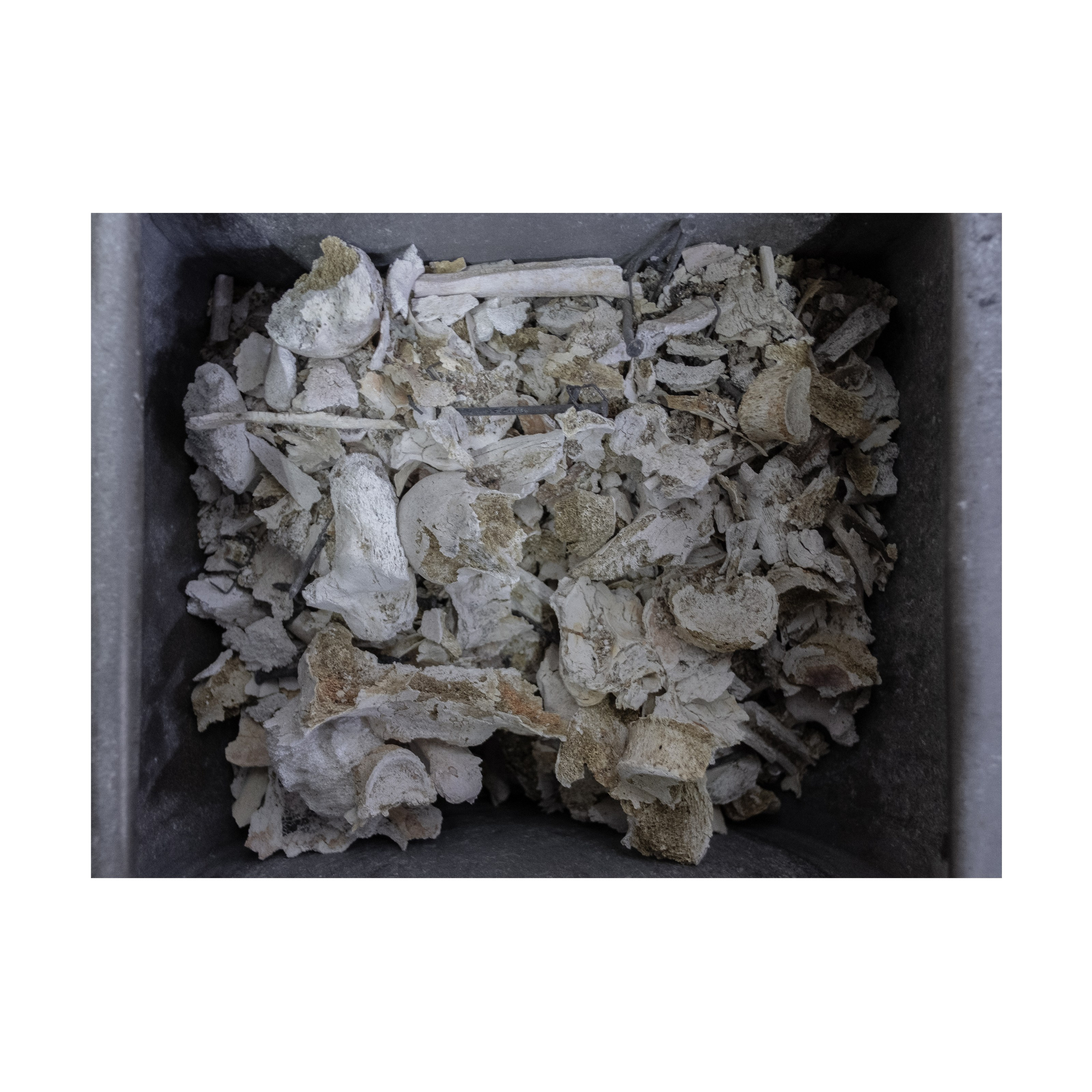 Phoenix. Nelly Elagina