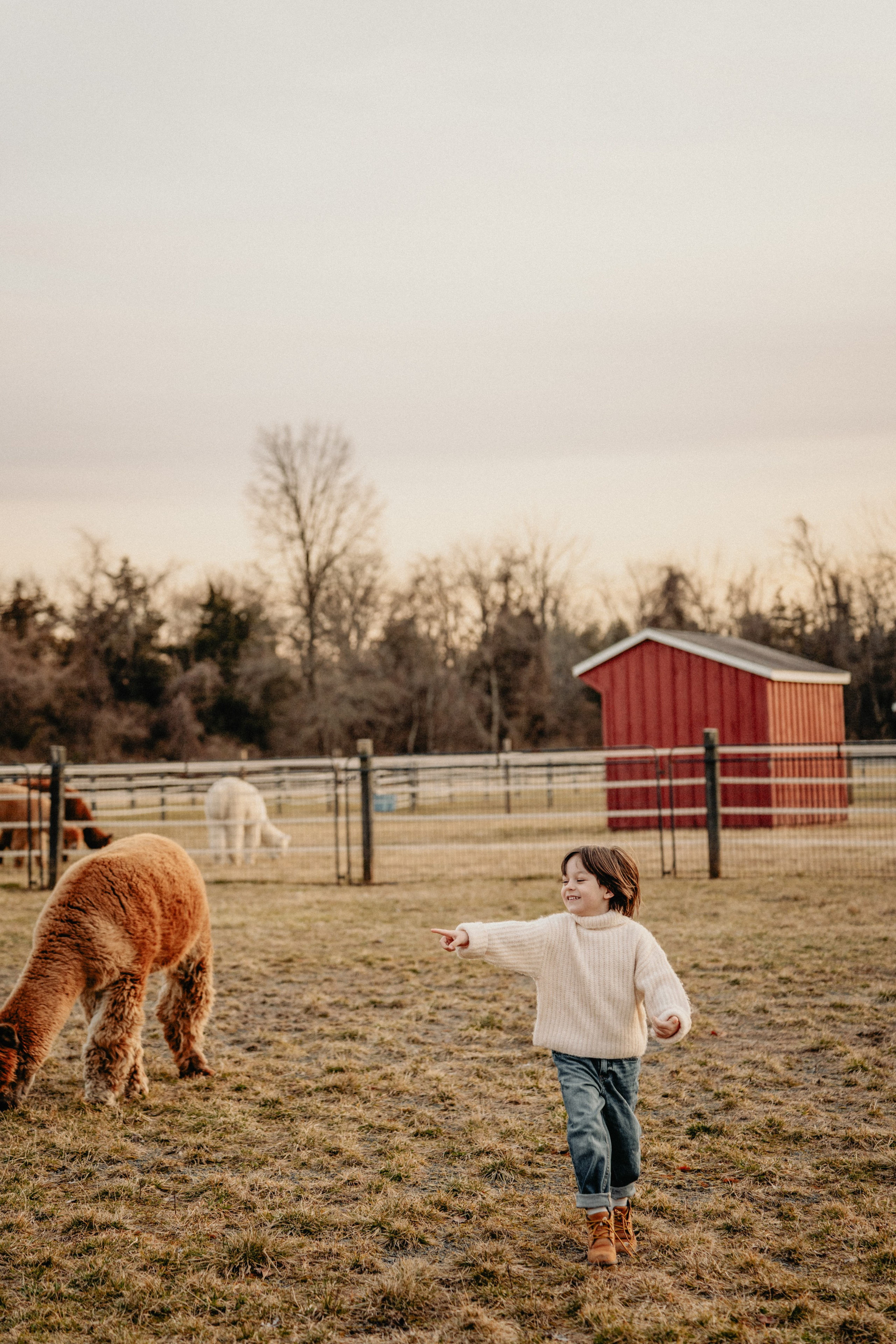 Unique Family Photography at an Alpaca Farm – Fun & Playful. Alisa Tant — Family and newborn photographer Bucks County, Montgomery county, Philadelphia, NJ