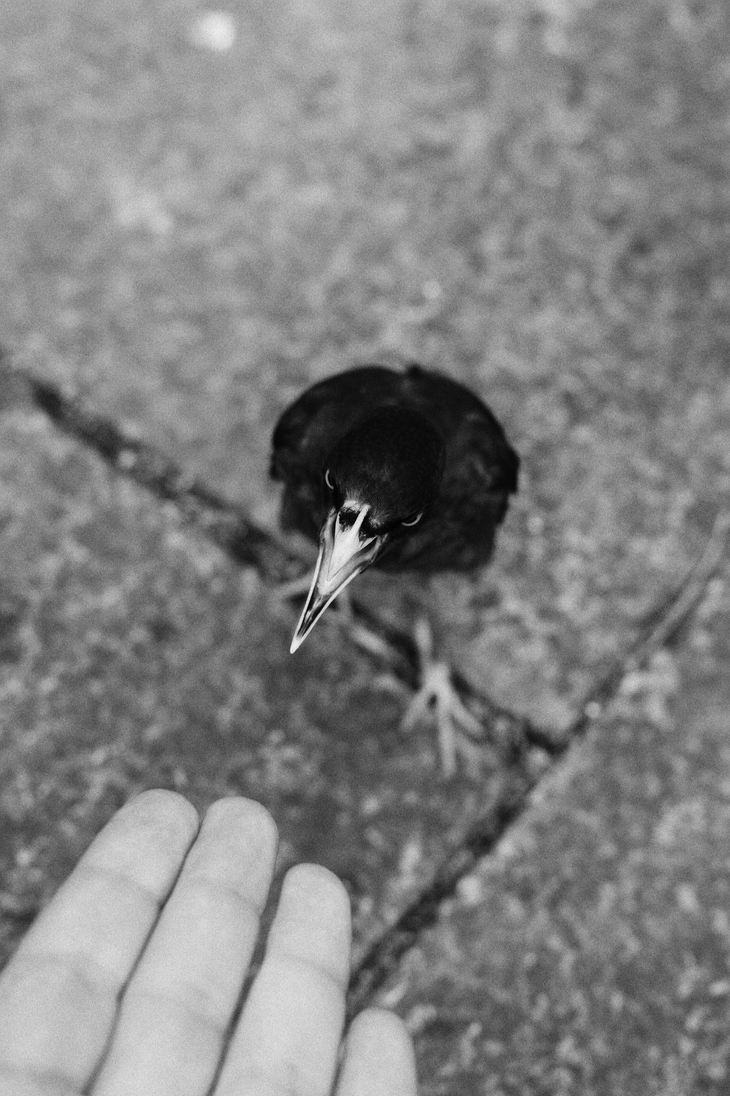 Respectful Crow