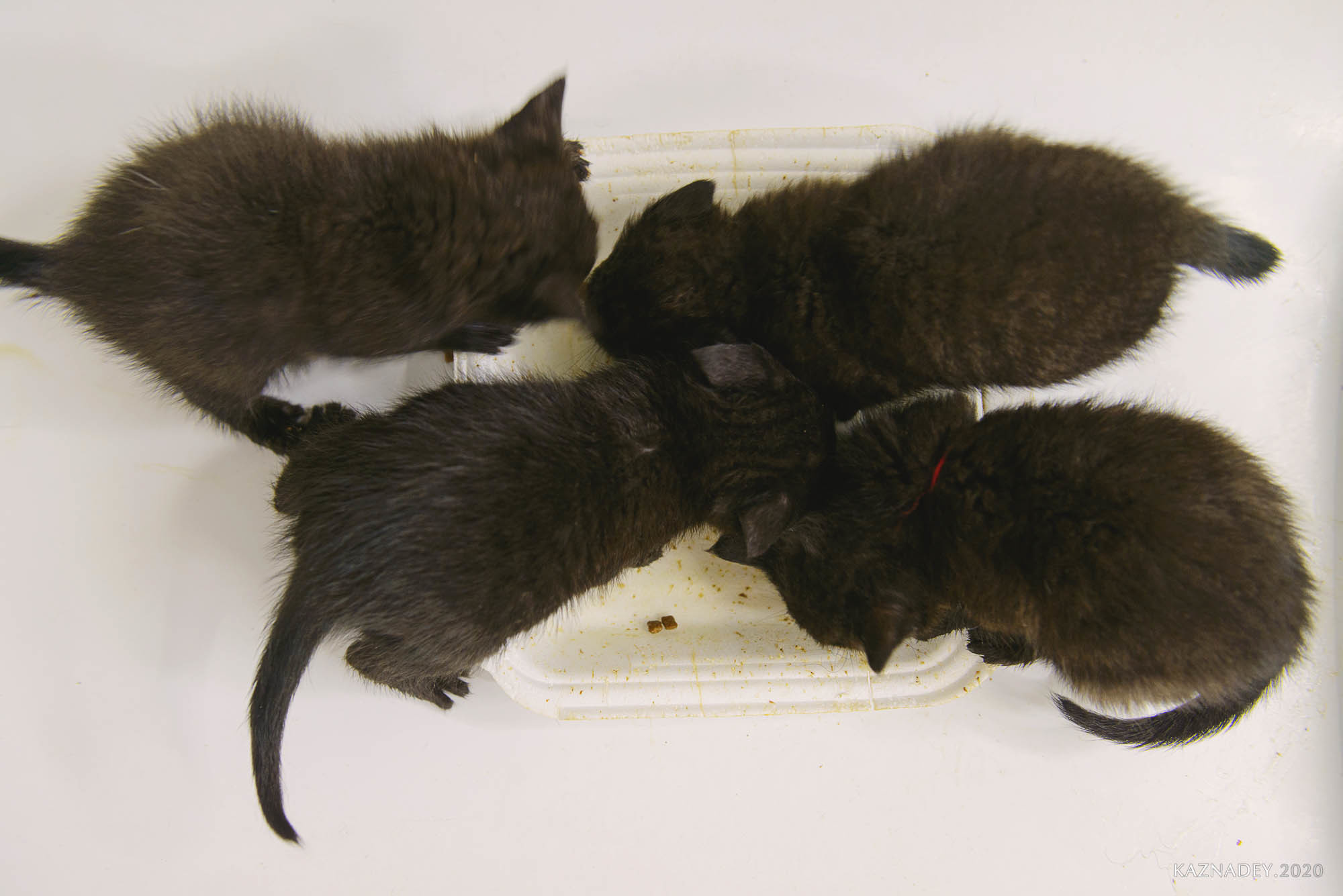 Jazzcatminsk. Джазовые котики ищут дом