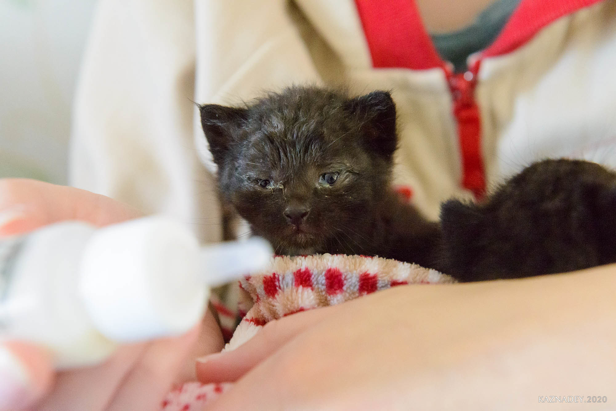 Jazzcatminsk. Джазовые котики ищут дом