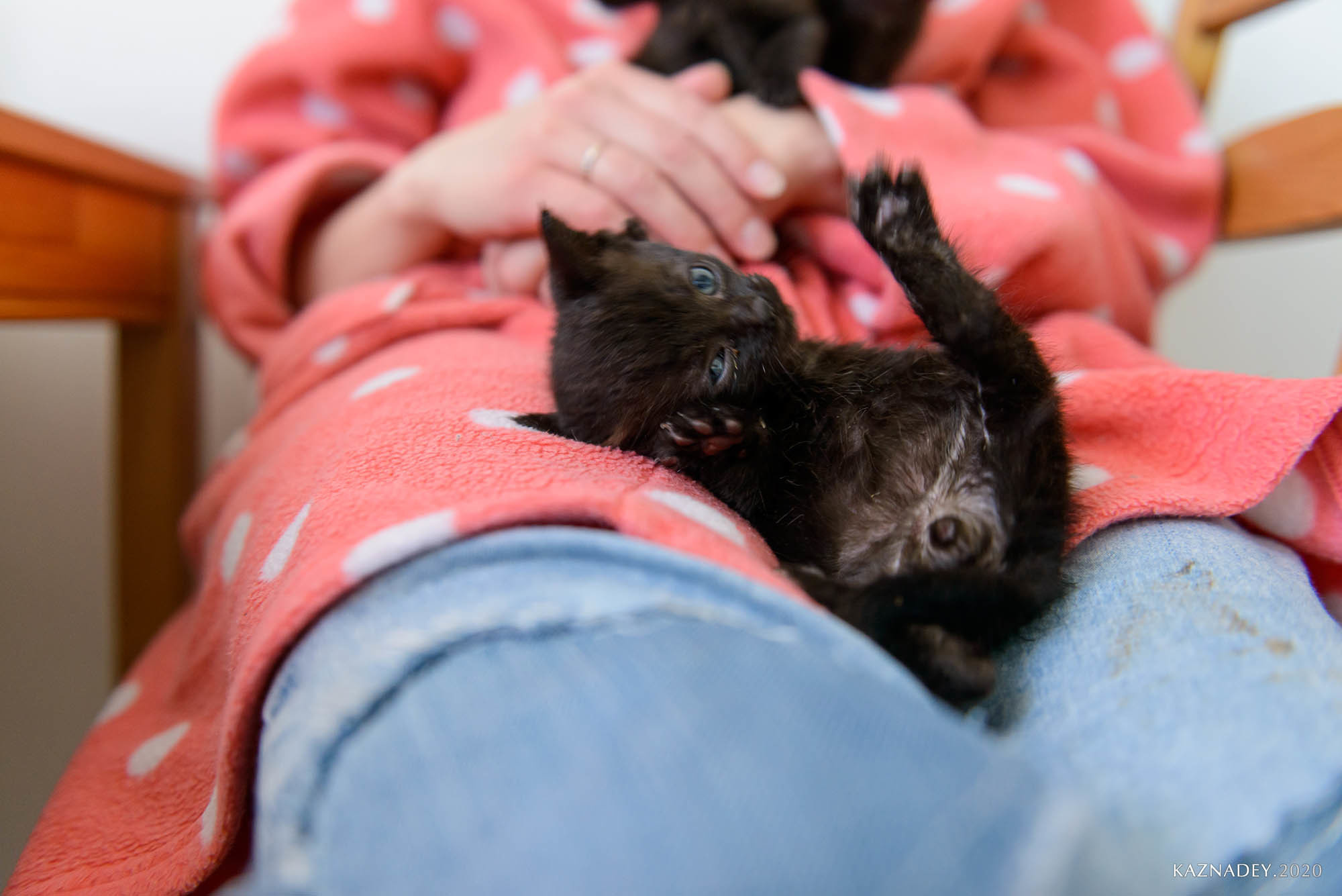 Jazzcatminsk. Джазовые котики ищут дом