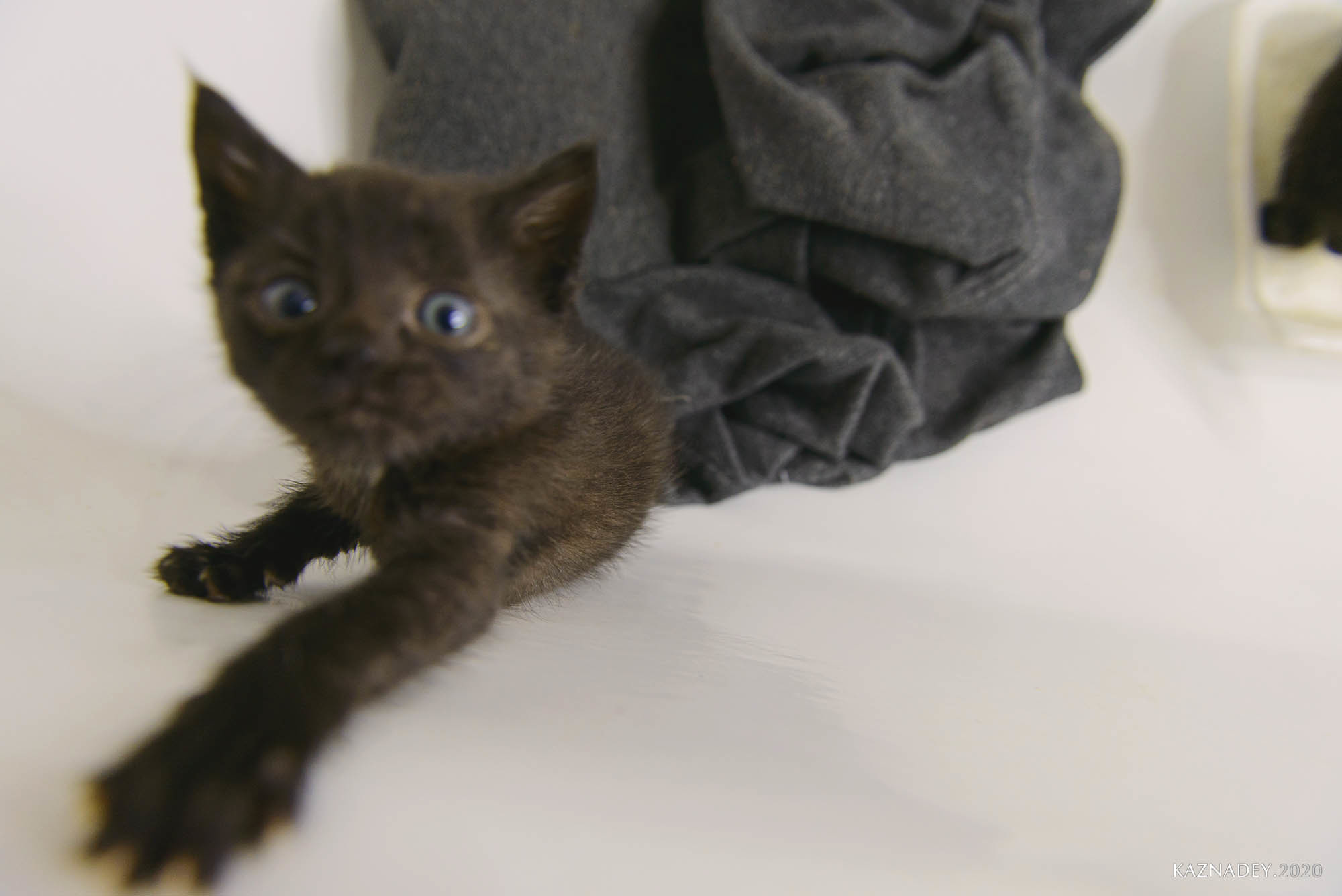 Jazzcatminsk. Джазовые котики ищут дом