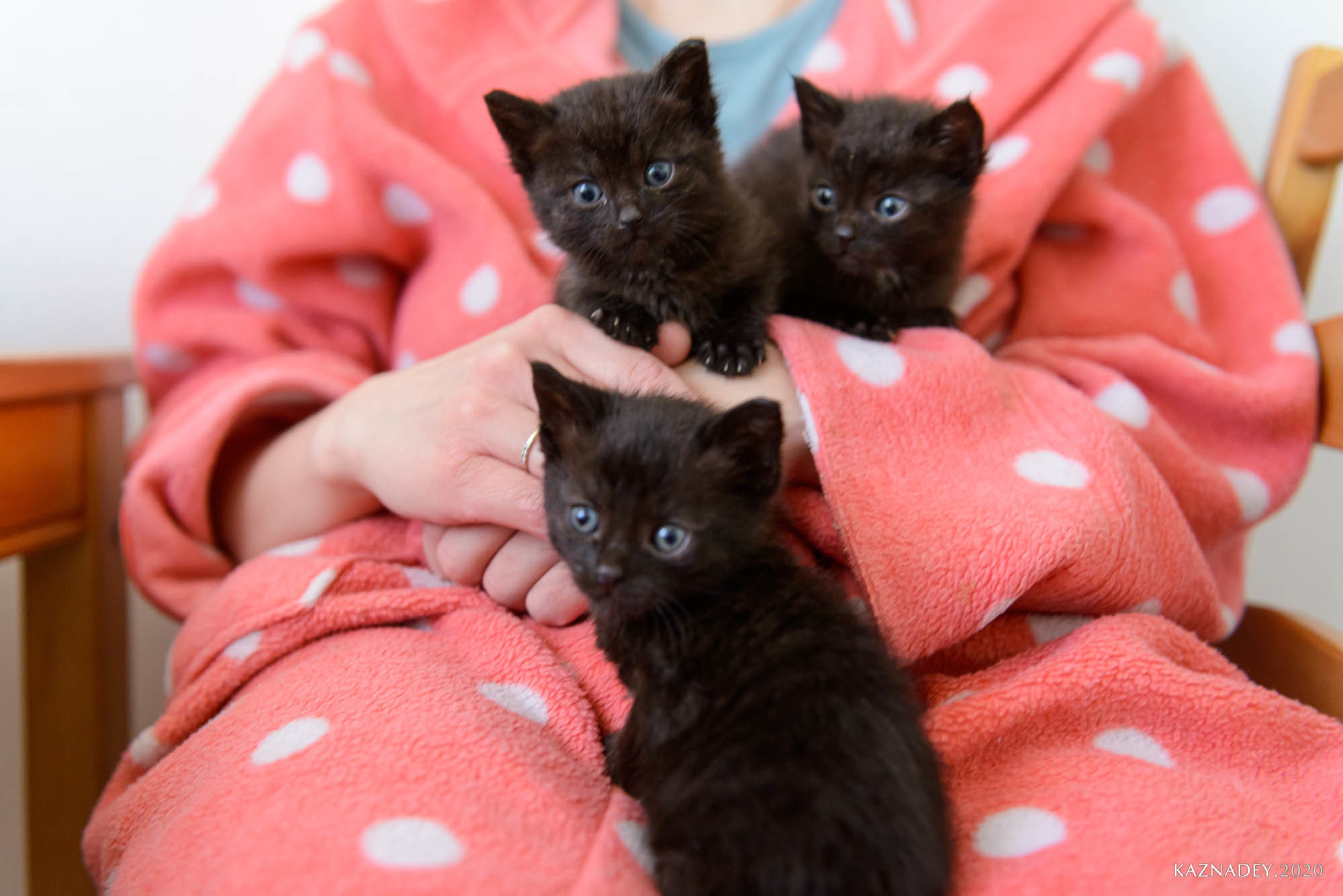 Jazzcatminsk. Джазовые котики ищут дом