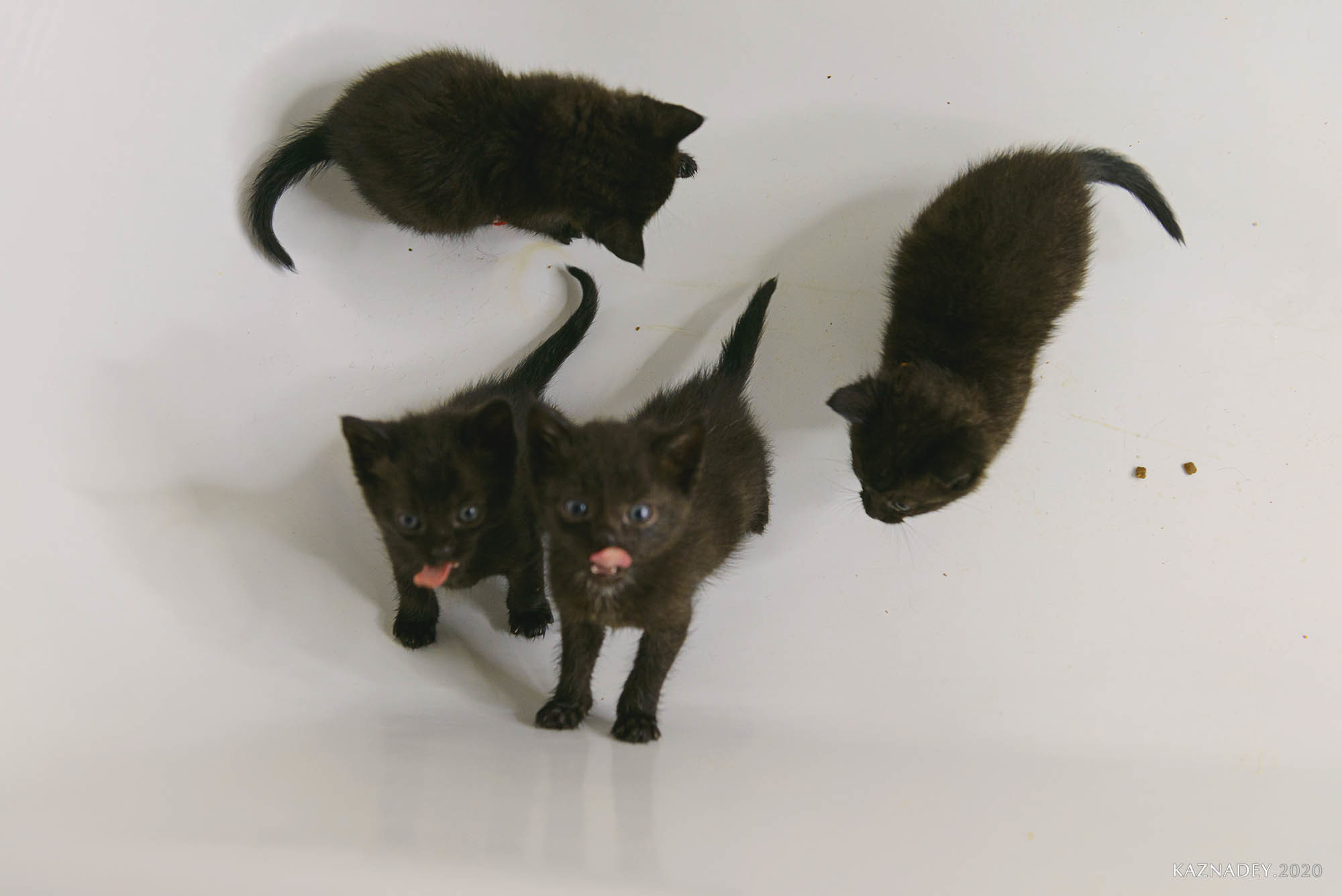 Jazzcatminsk. Джазовые котики ищут дом