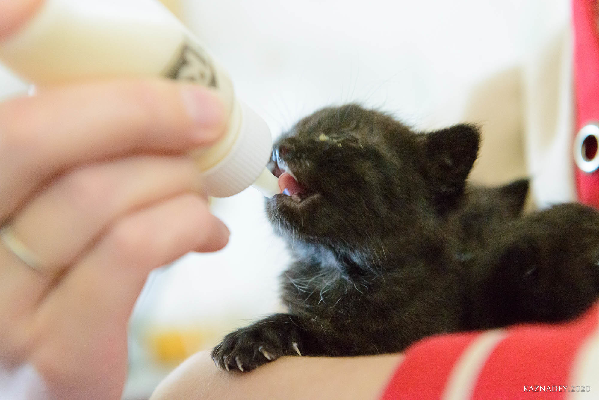 Jazzcatminsk. Джазовые котики ищут дом