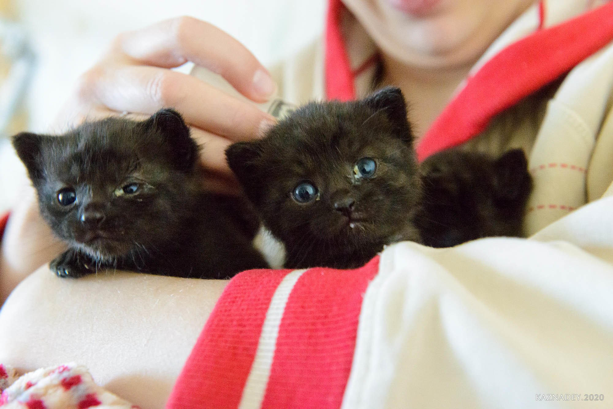 Jazzcatminsk. Джазовые котики ищут дом