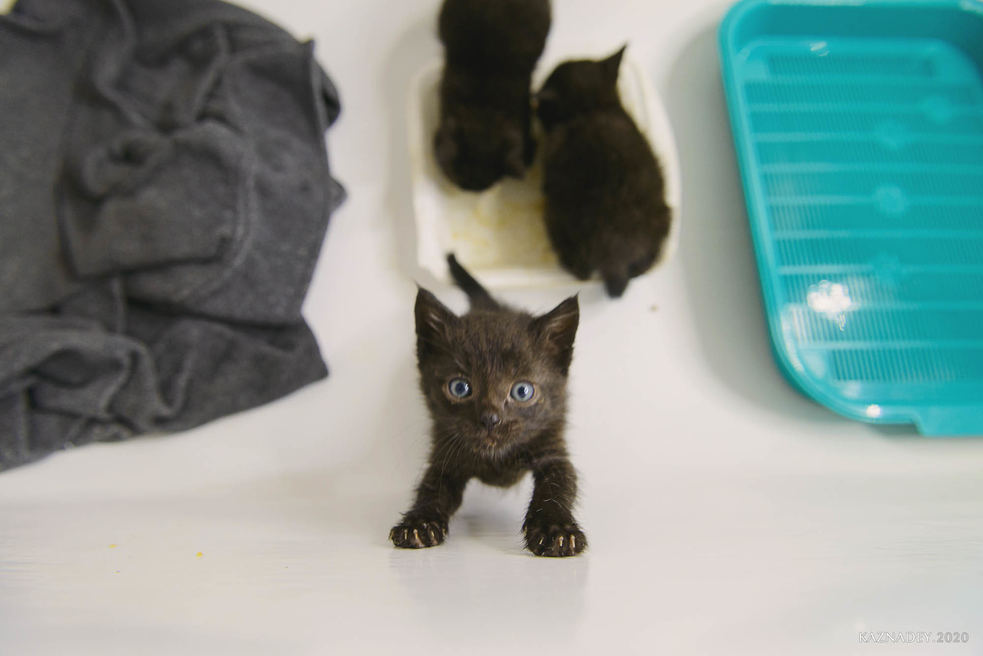 Jazzcatminsk. Джазовые котики ищут дом