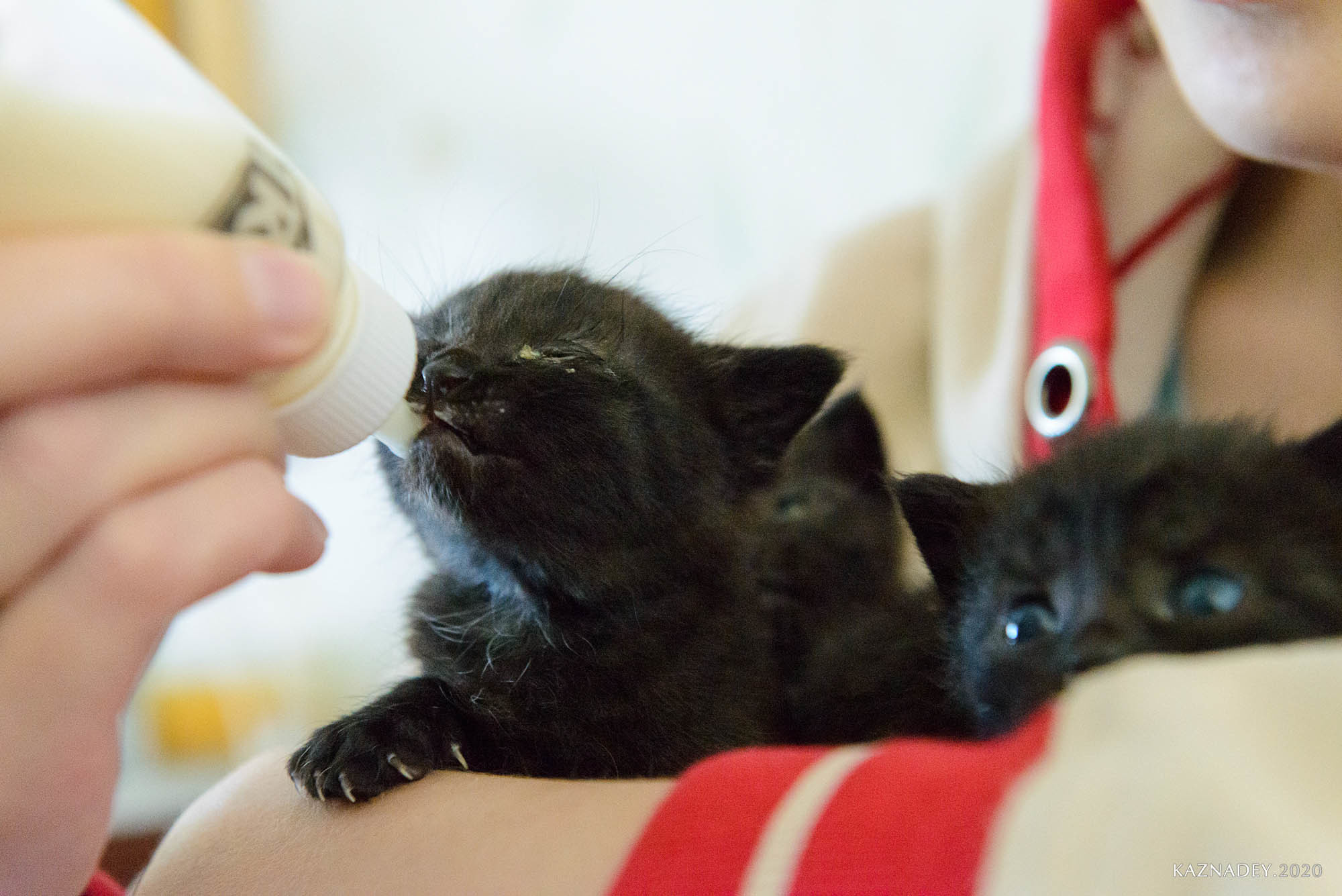 Jazzcatminsk. Джазовые котики ищут дом