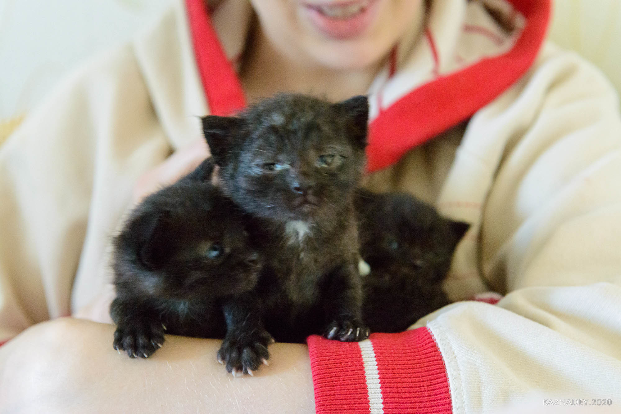 Jazzcatminsk. Джазовые котики ищут дом