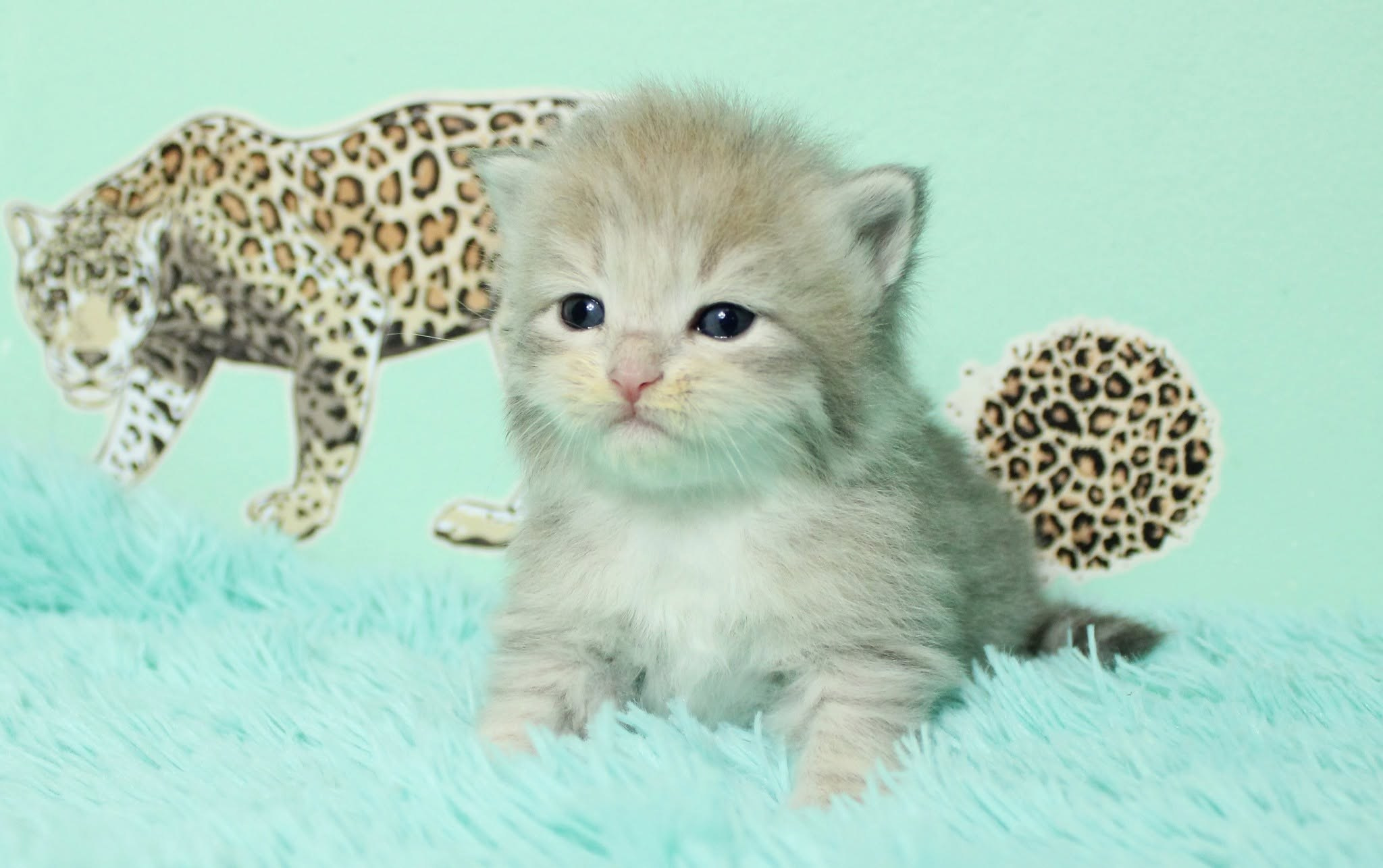 Katzen | Females. Photographer Татьяна