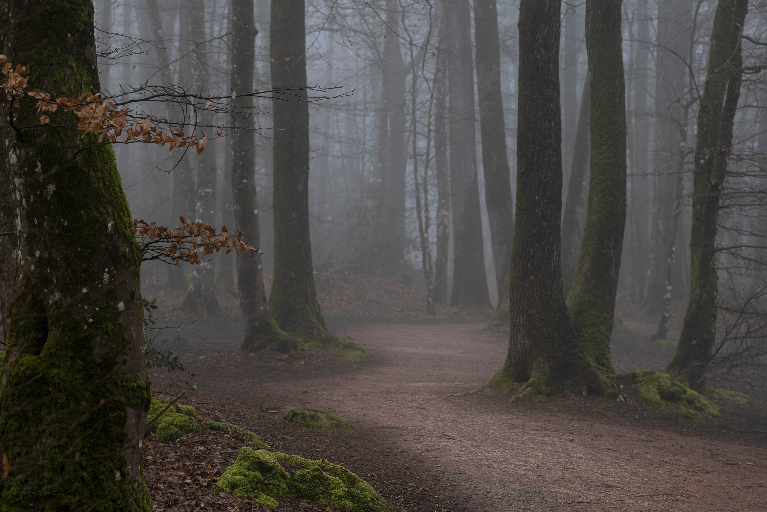 Portrais créatives de familles et individuelles, Ile et Vilaine, Côte d’Armor, Morbian