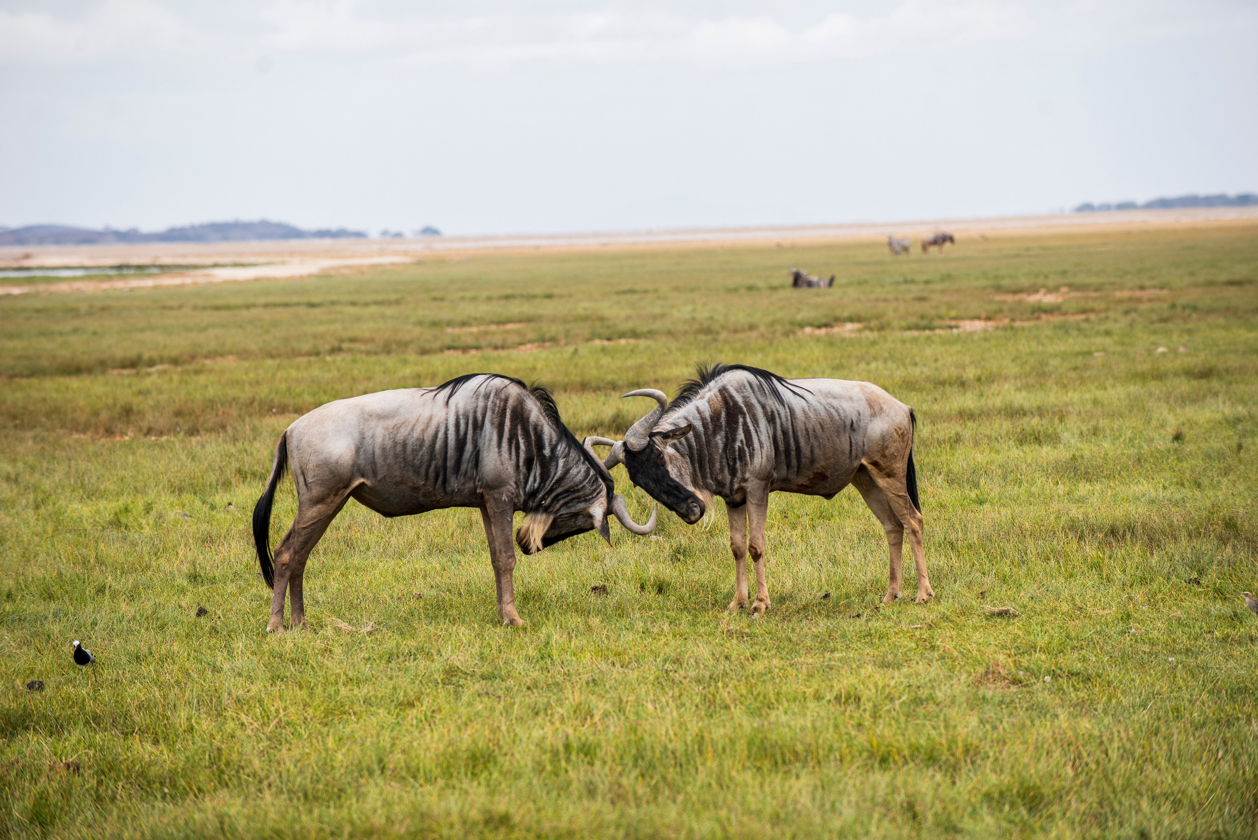 An Amboseli Love story. Nick Ouma Photography I Best Event photographer based in Nairobi, Kenya