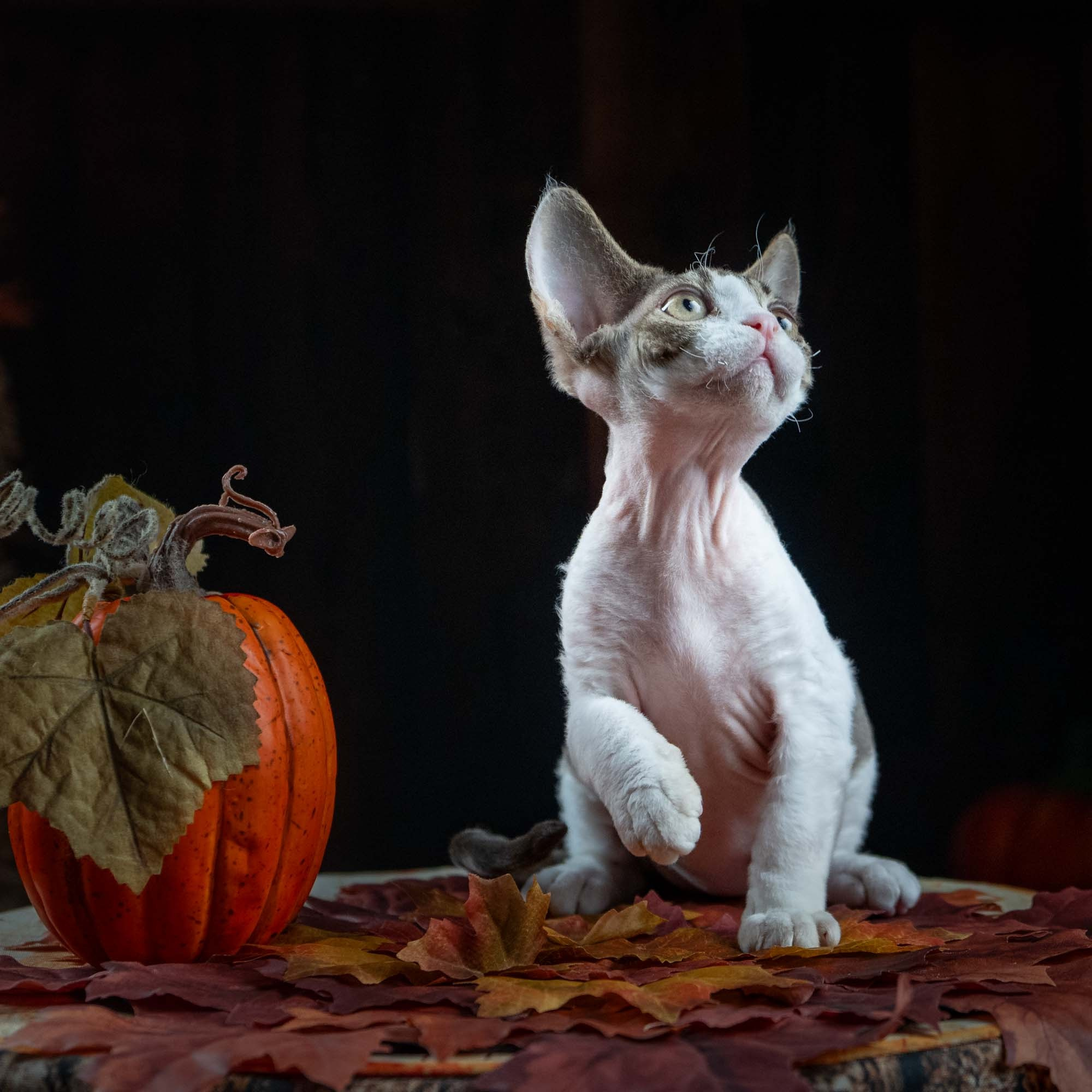 Eddie, boy, born on 06.09.24 Sold. Devon Rex Pixie Cattery