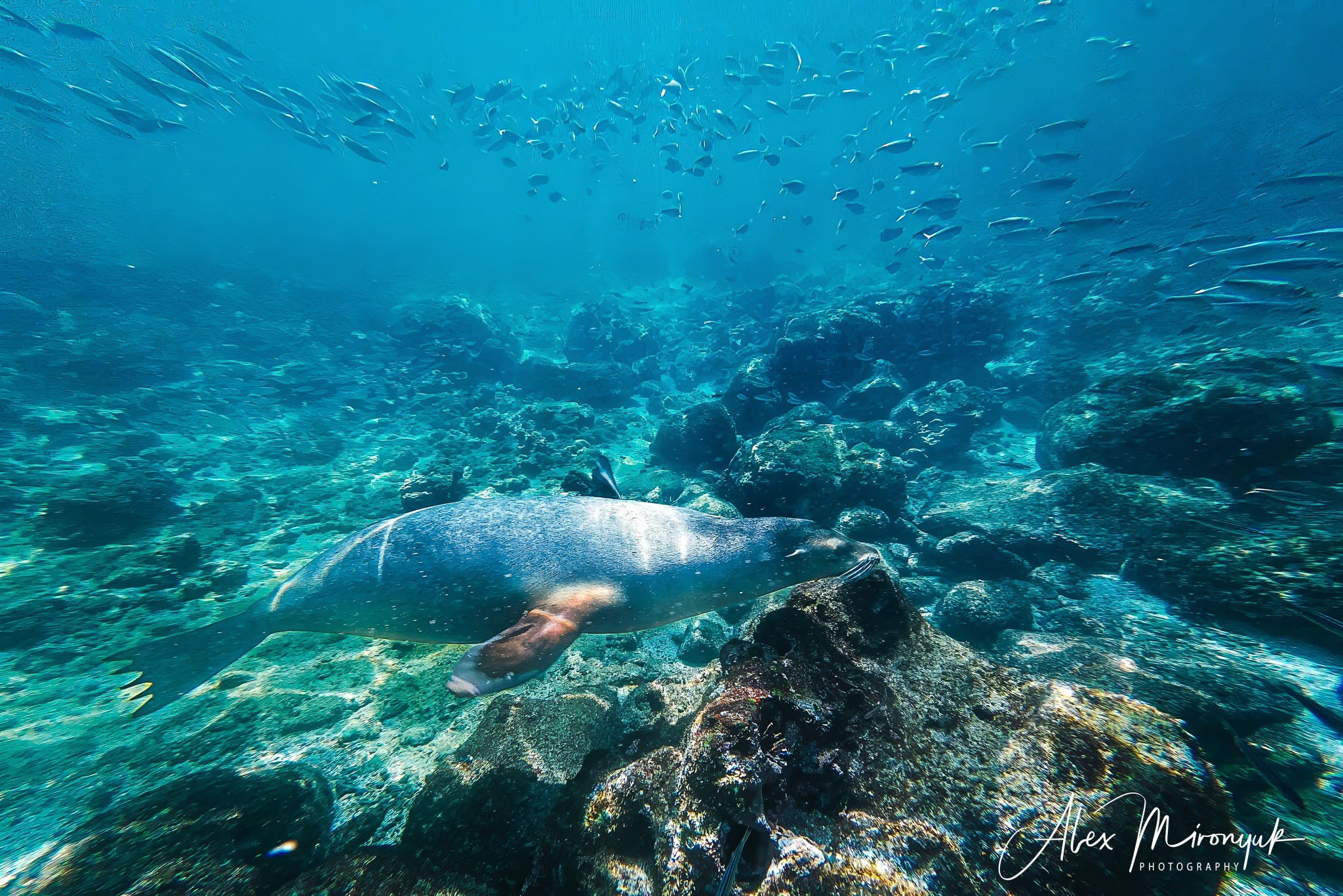 Galapagos Islands Adventure. Alex Mironyuk Photography