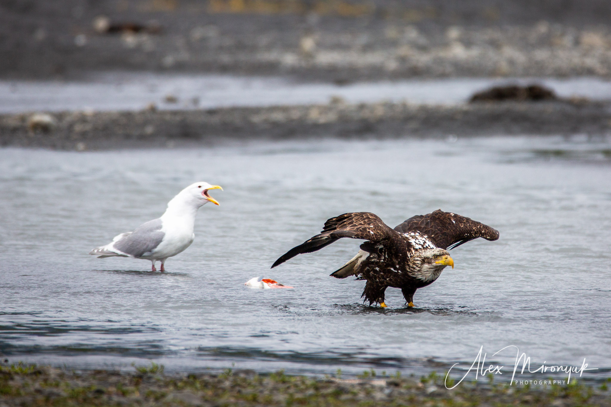 Unknown Alaska. Alex Mironyuk Photography