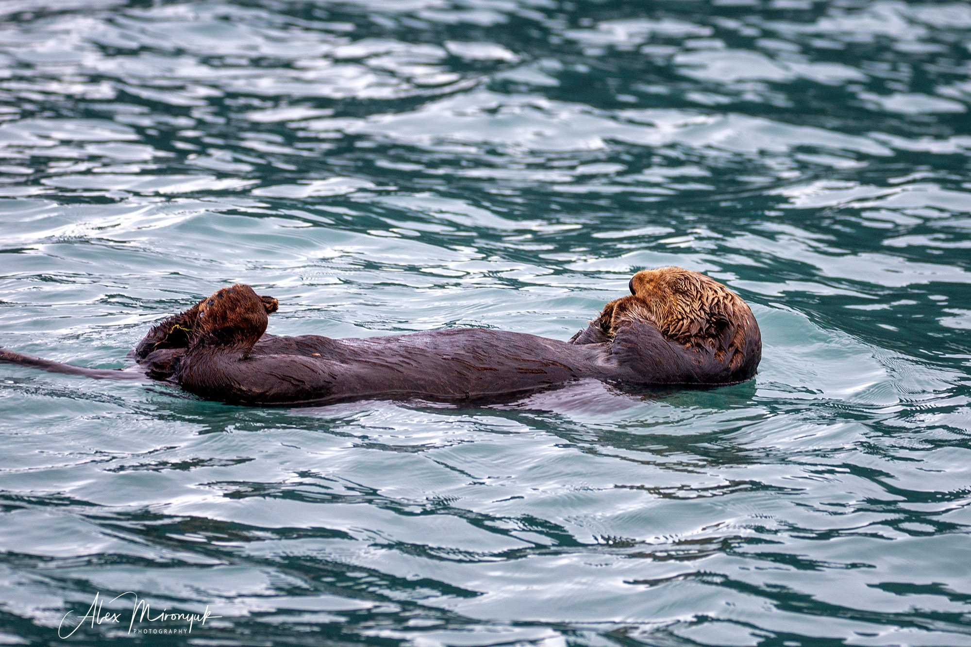 Unknown Alaska. Alex Mironyuk Photography