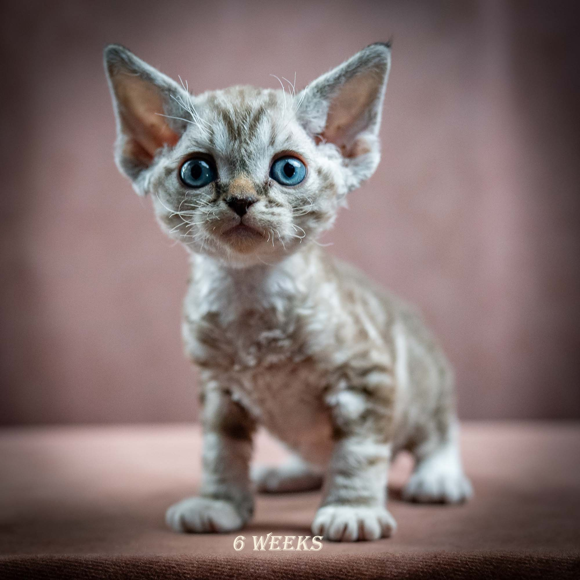 Irwin, boy, born 06.01.2025. Devon Rex Pixie Cattery