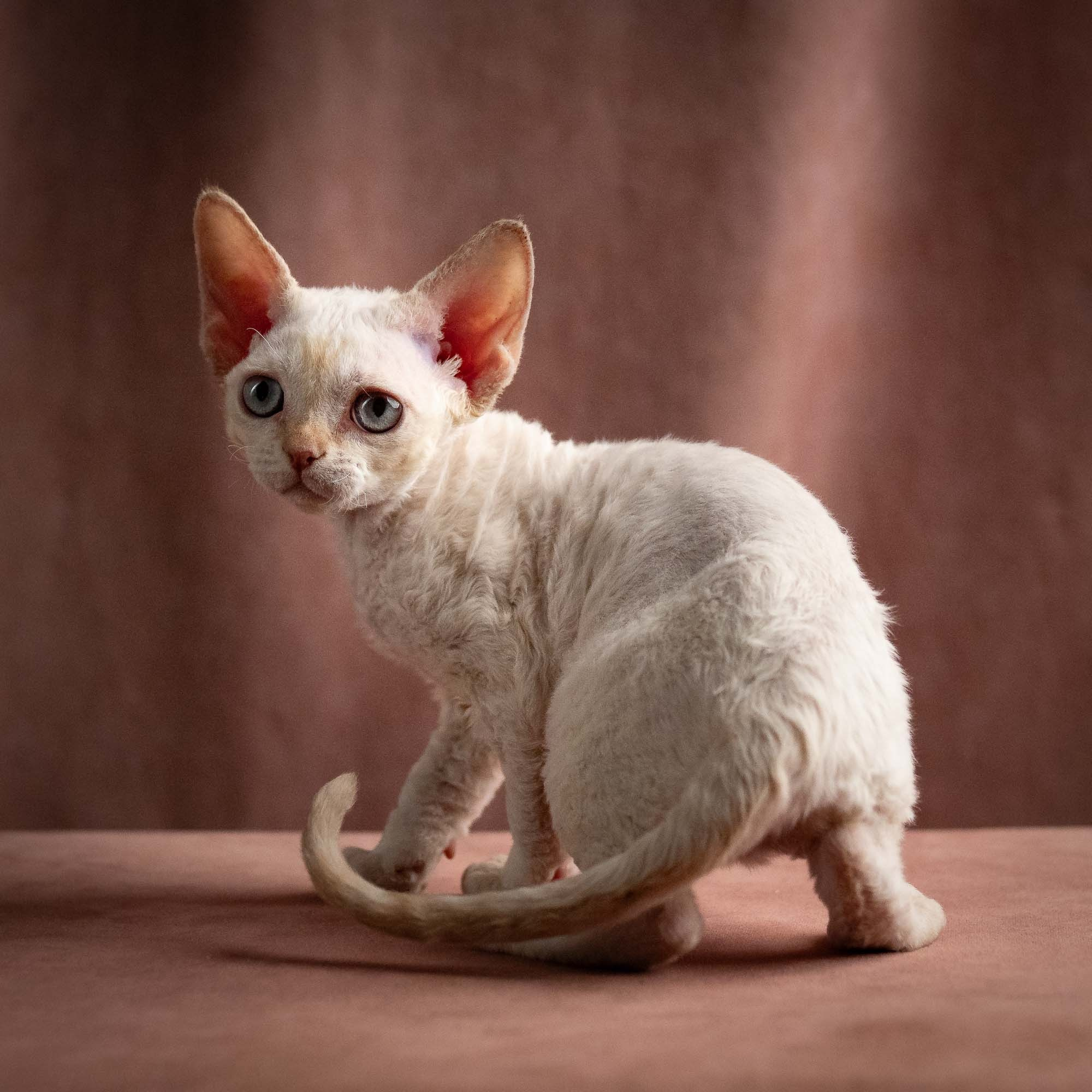 Quinn, girl, born 02.14.26. Devon Rex Pixie Cattery