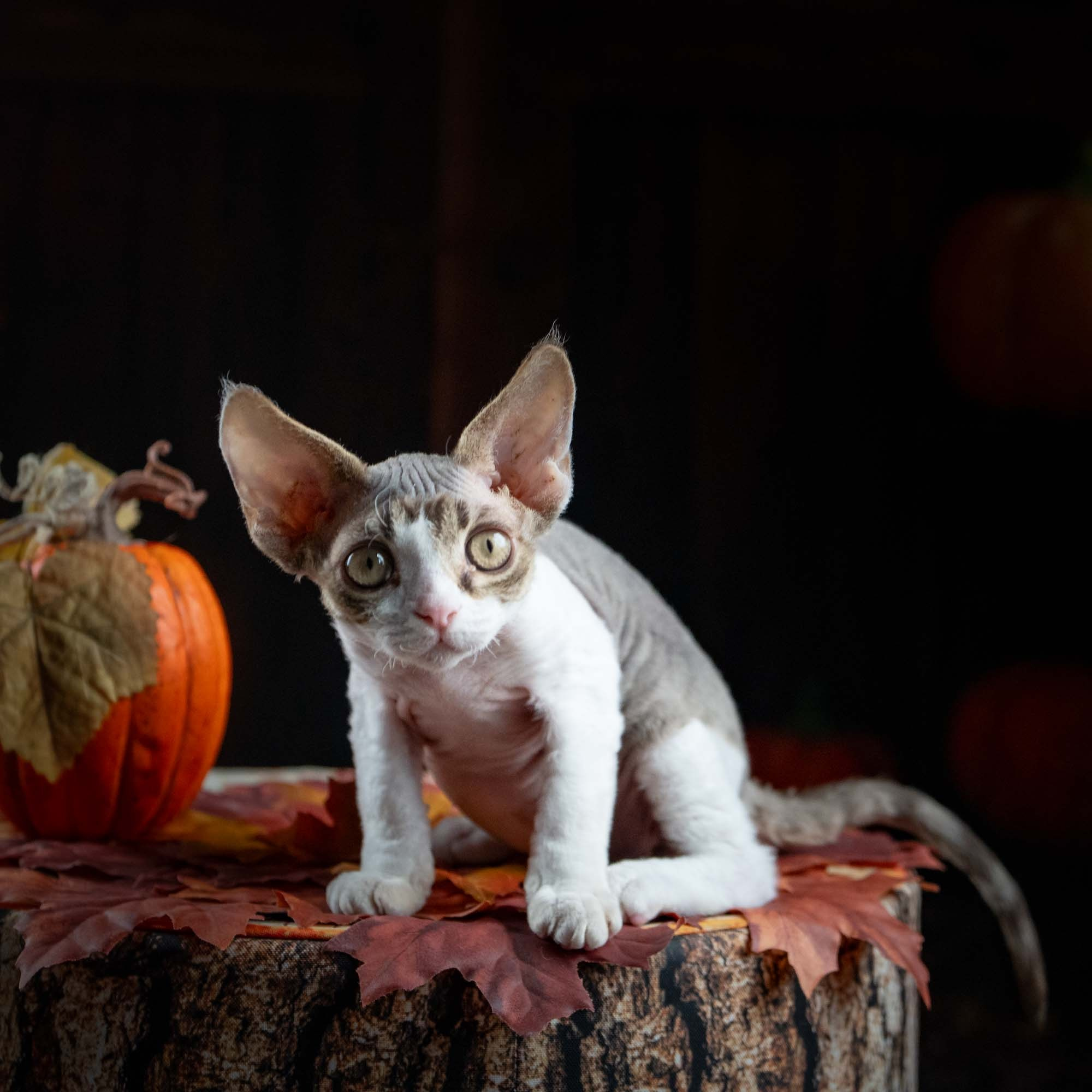 Eddie, boy, born on 06.09.24 Sold. Devon Rex Pixie Cattery