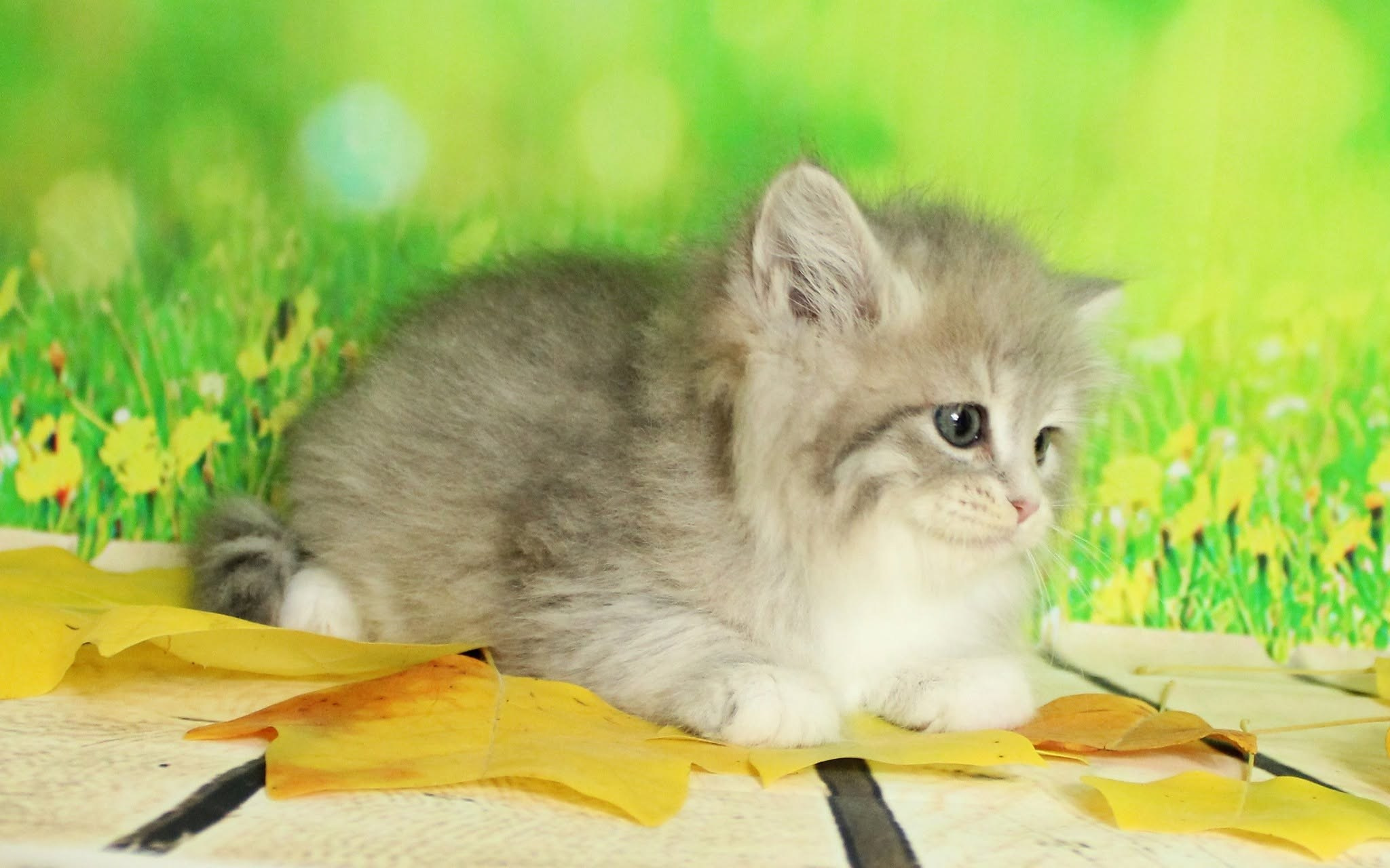 Katzen | Females. Photographer Татьяна