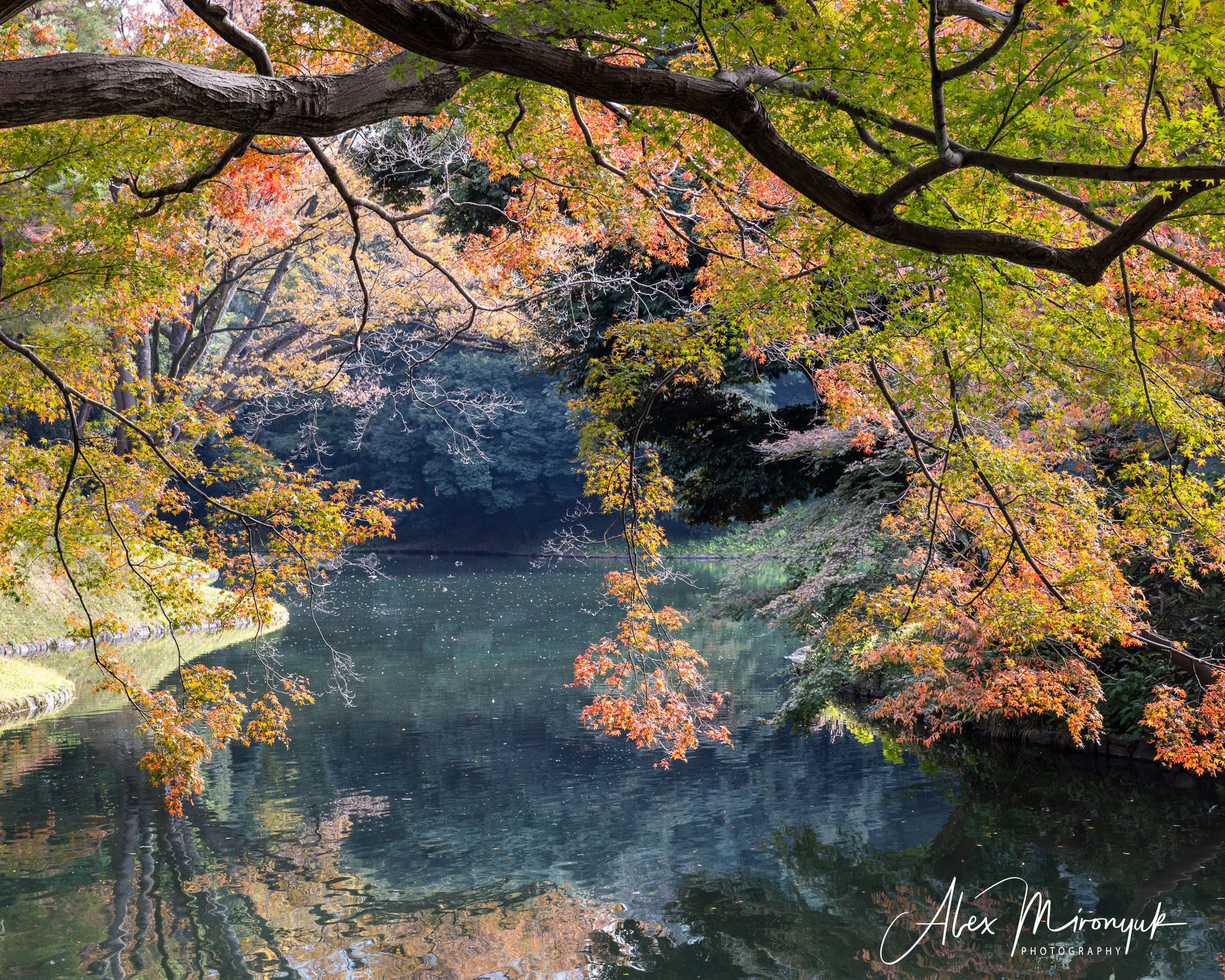Autumn Colors of Japan. Pet, Senior, Landscape, portrait studio, photographer in Miami and Sou