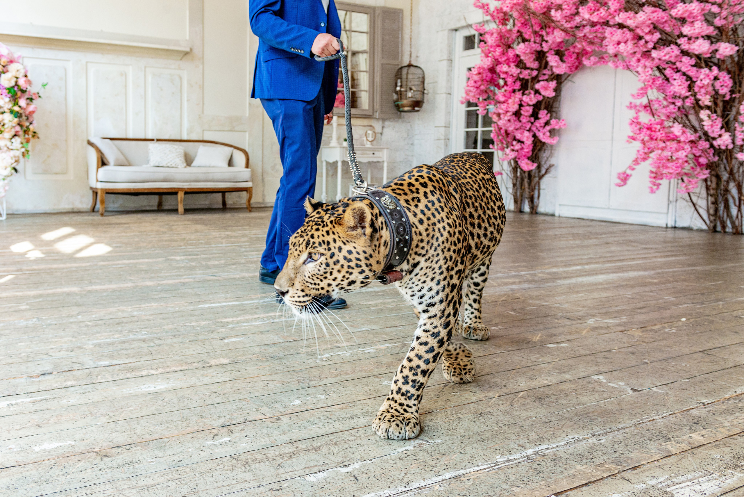 Photosession in the studio with a leopard. FOTÓGRAFO MÉXICO QUINTANA ROO