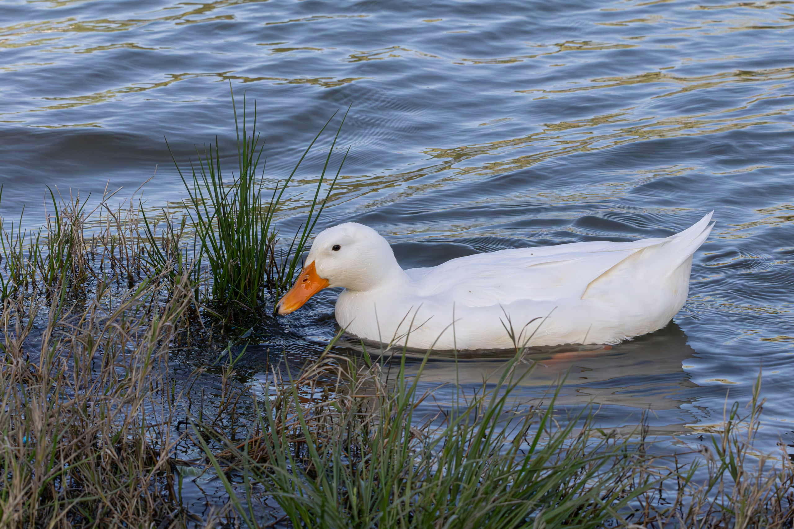 გასეირნება რუსთავის პარკში. FramefreeMan