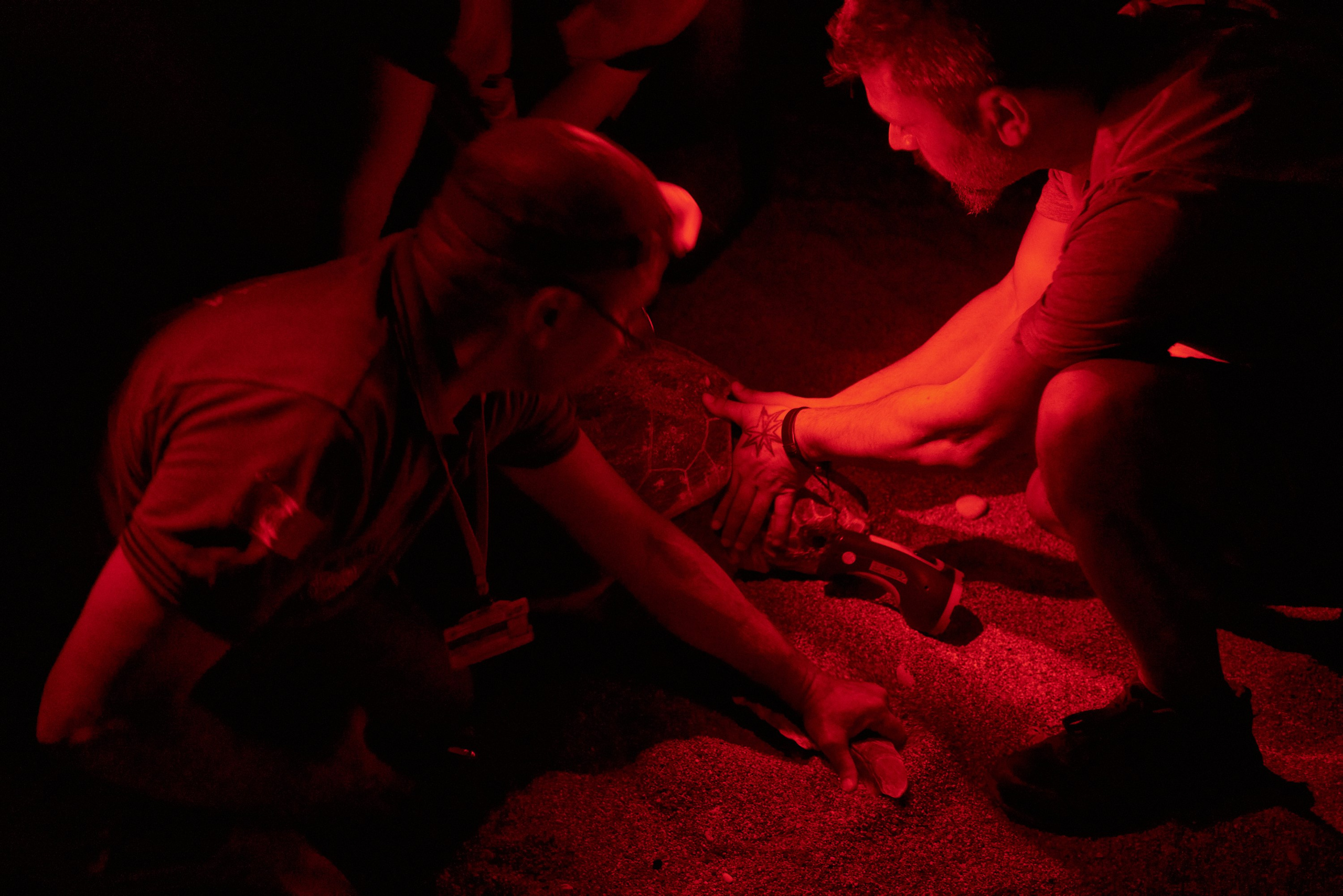 Caretta caretta | Anastasiia Nelen photographer