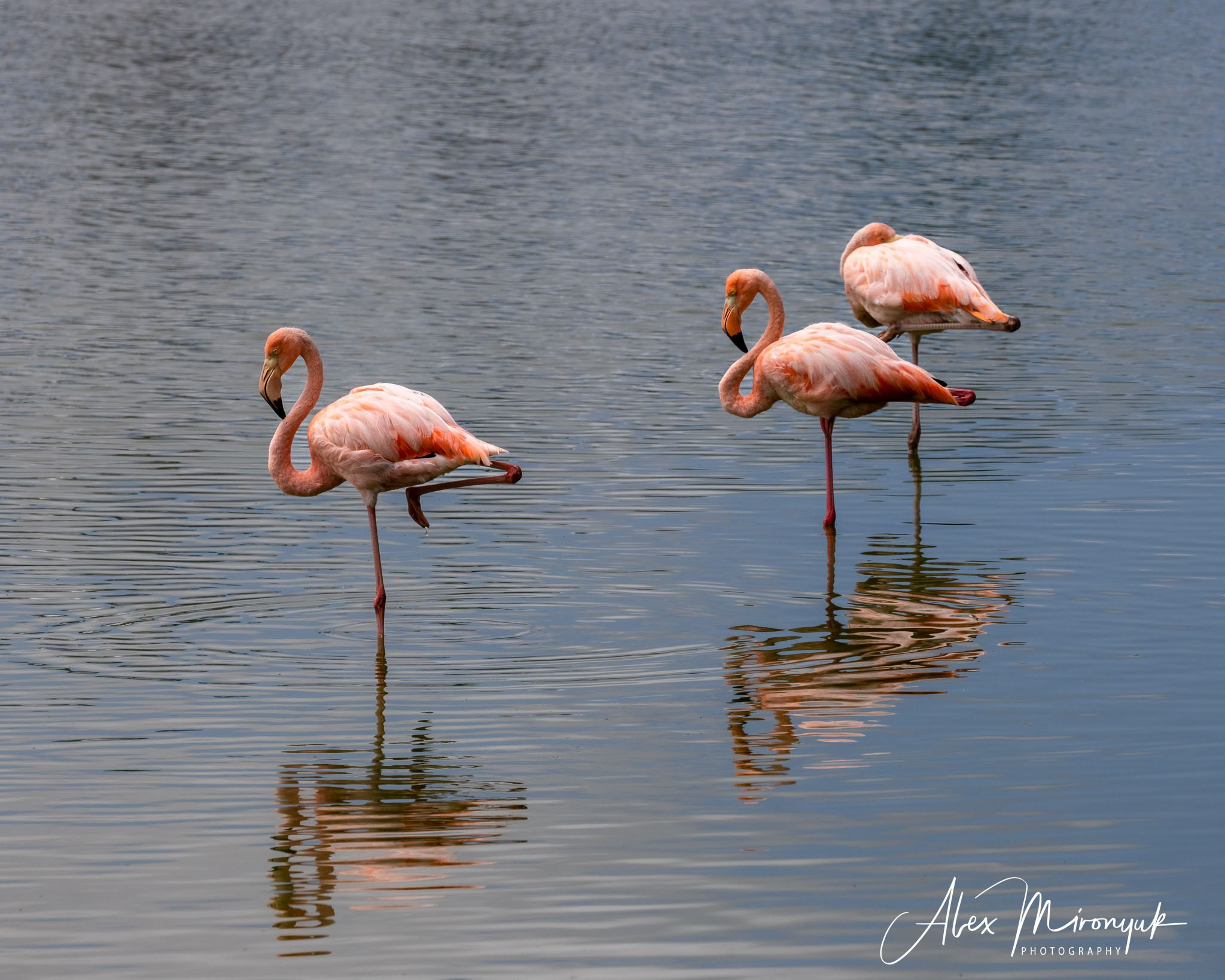 Galapagos Islands Adventure. Alex Mironyuk Photography
