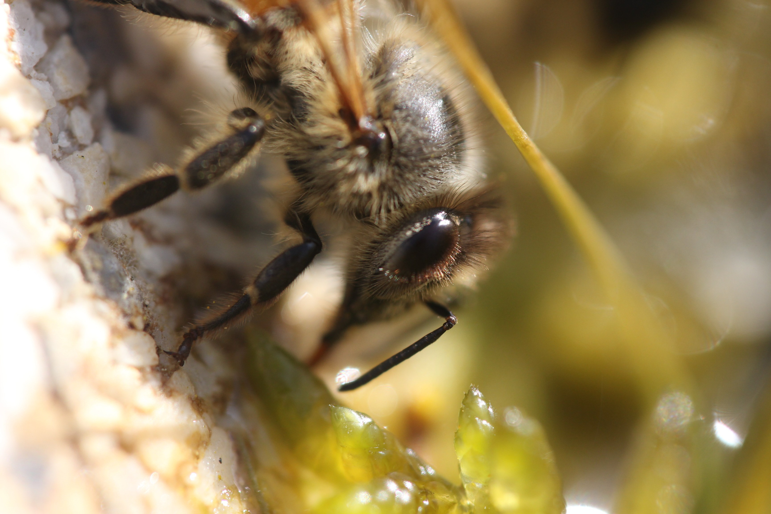 Die Biene. Honigmascher