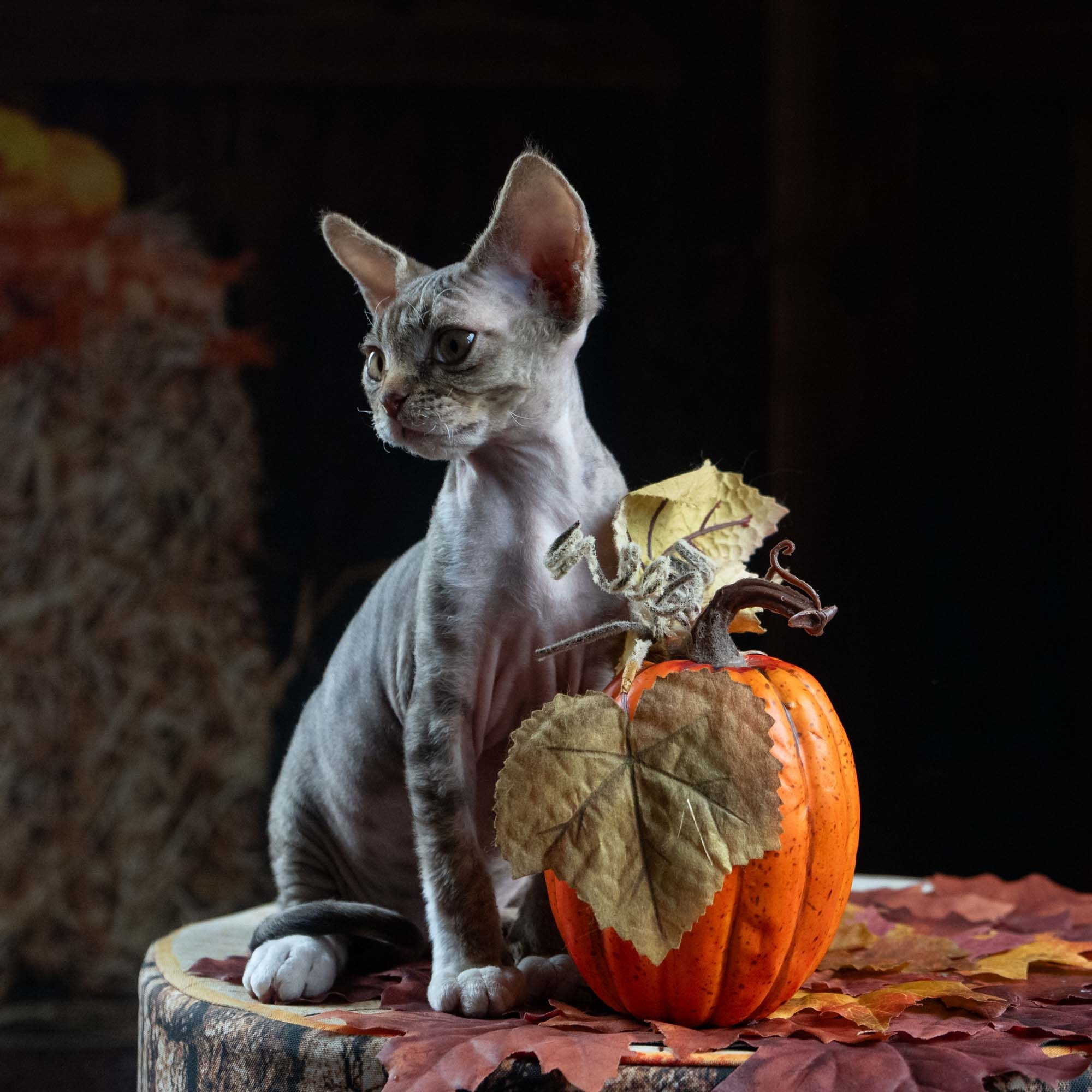 Elvis, boy, born on 06.09.24 SOLD. Devon Rex Pixie Cattery